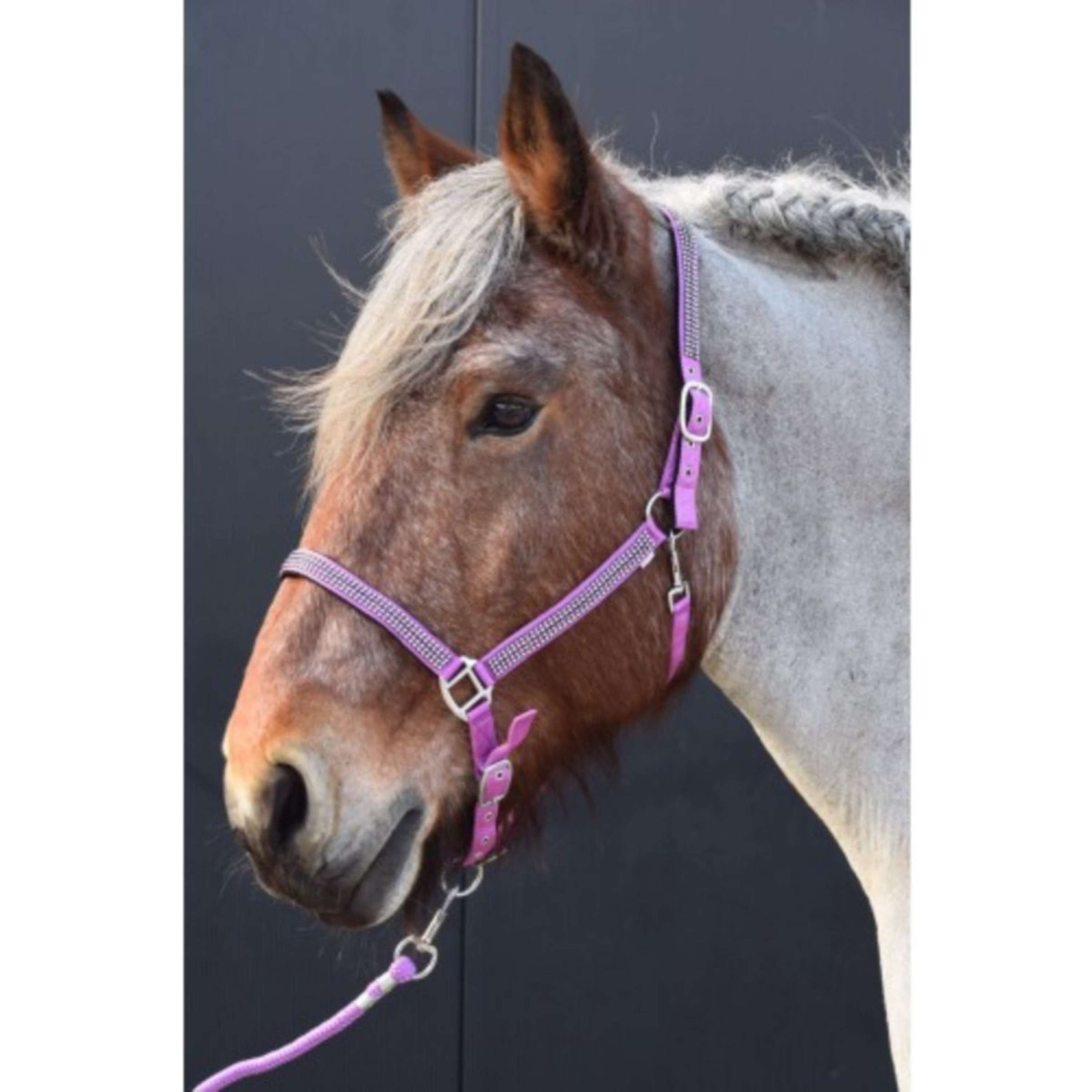 HB Licol Diamonds Collection Lilas HB Licol Diamonds Collection Lilas