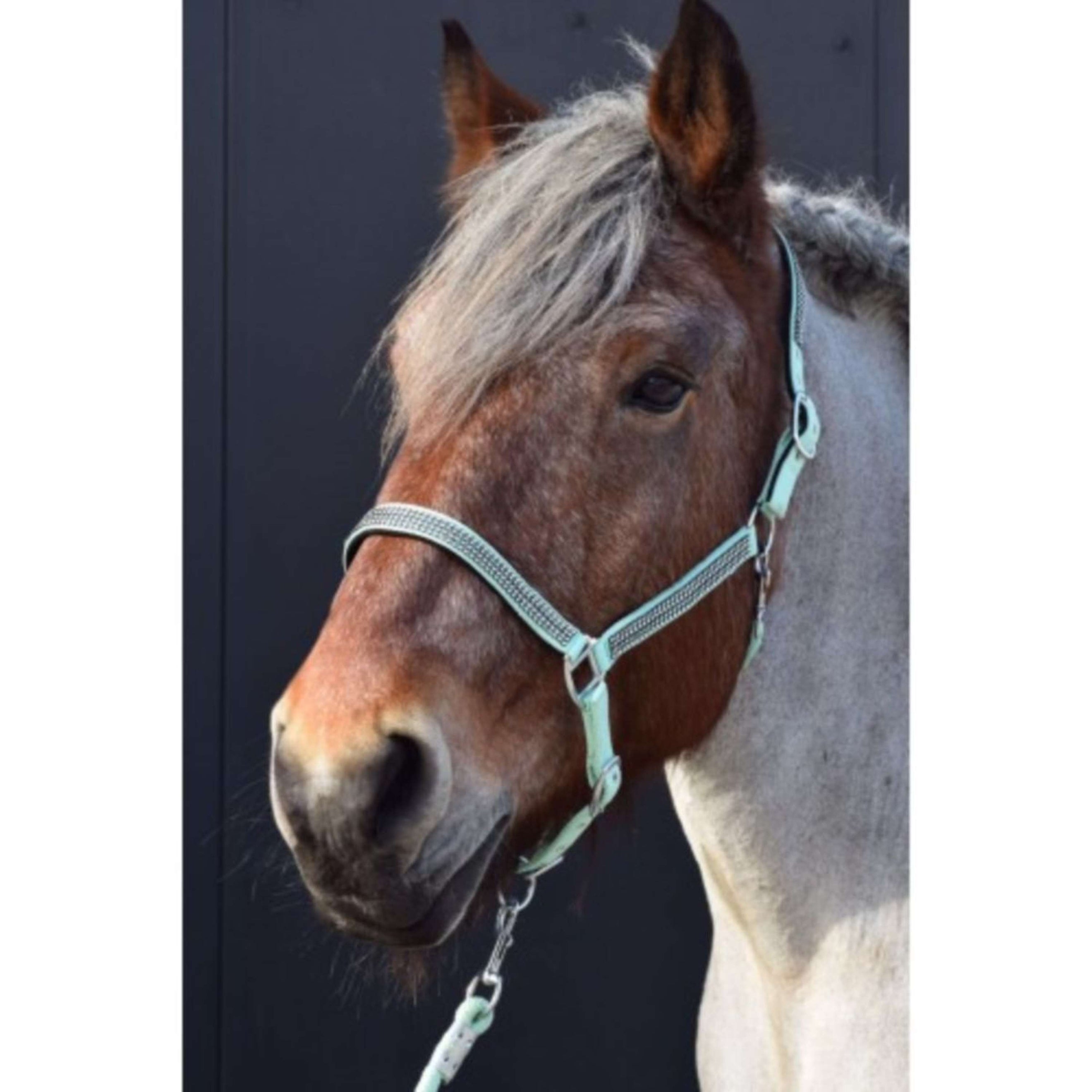 HB Licol Diamonds Collection Vert menthe HB Licol Diamonds Collection Vert menthe