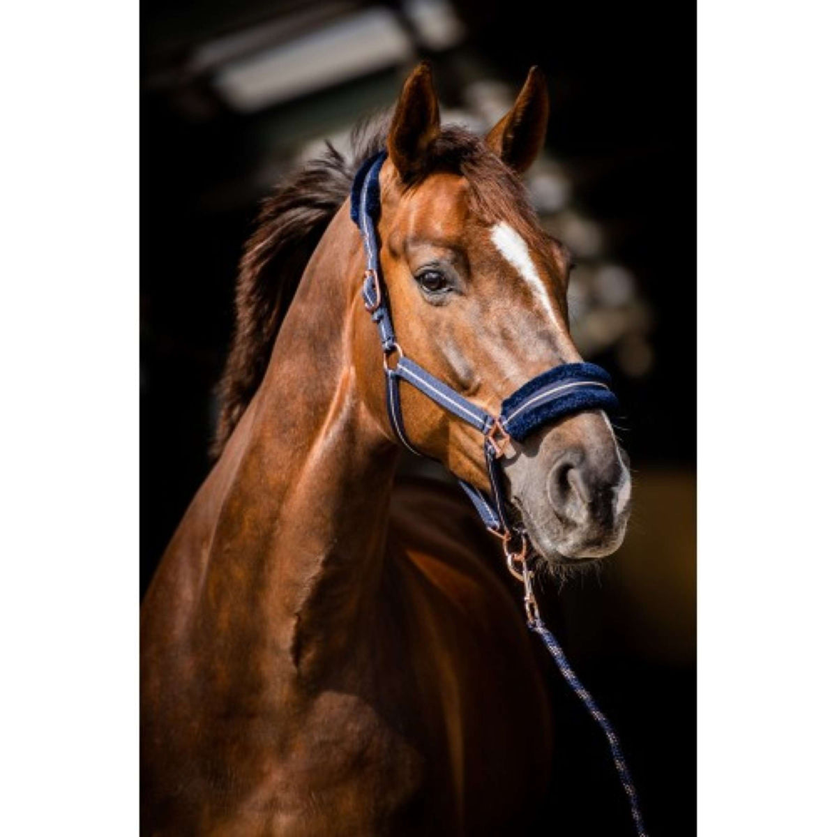 HB Licol Europa Rose Marin