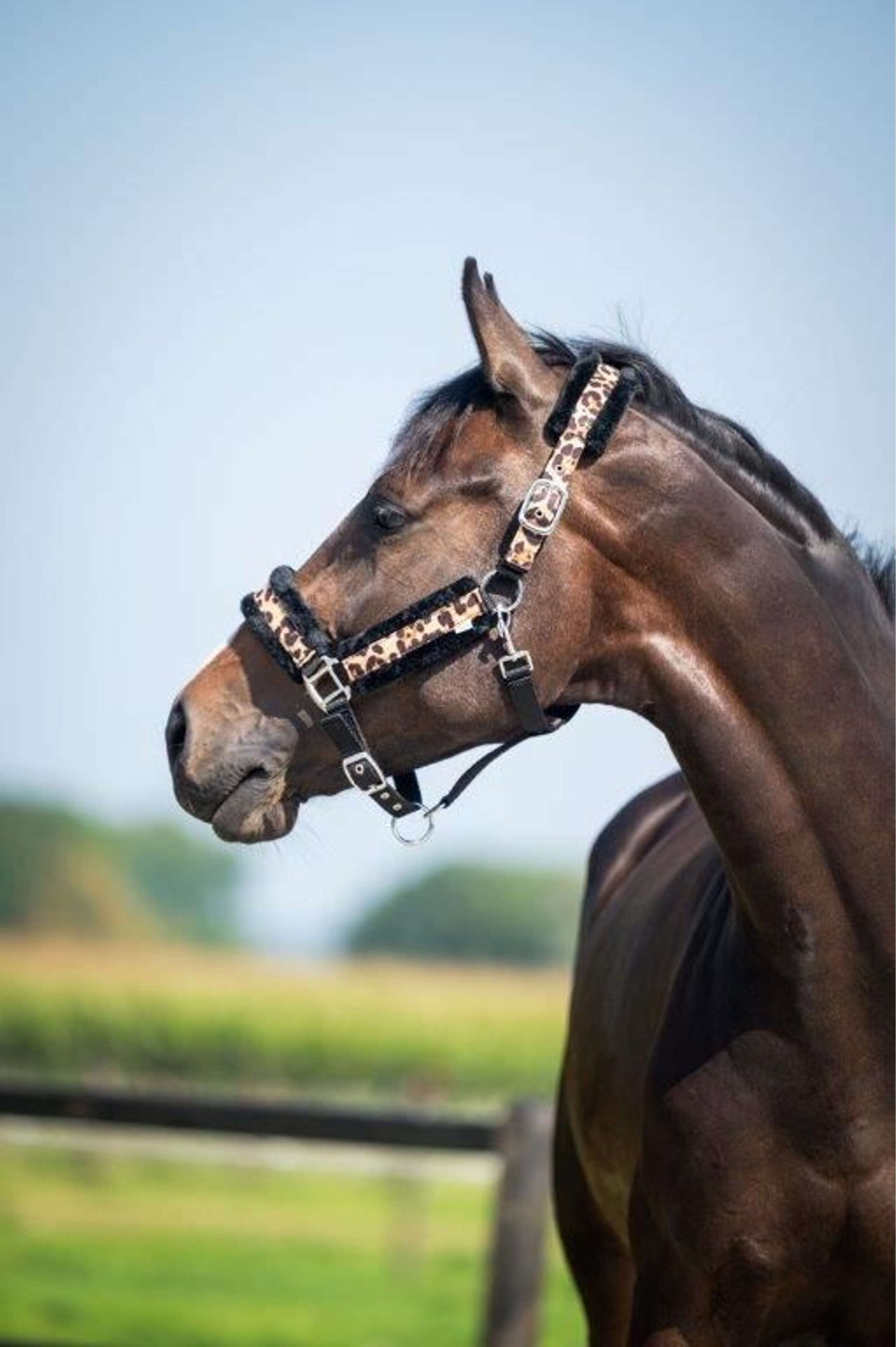 HB Licol Leopard Fur Imprimé Leopard HB Licol Leopard Fur Imprimé Leopard