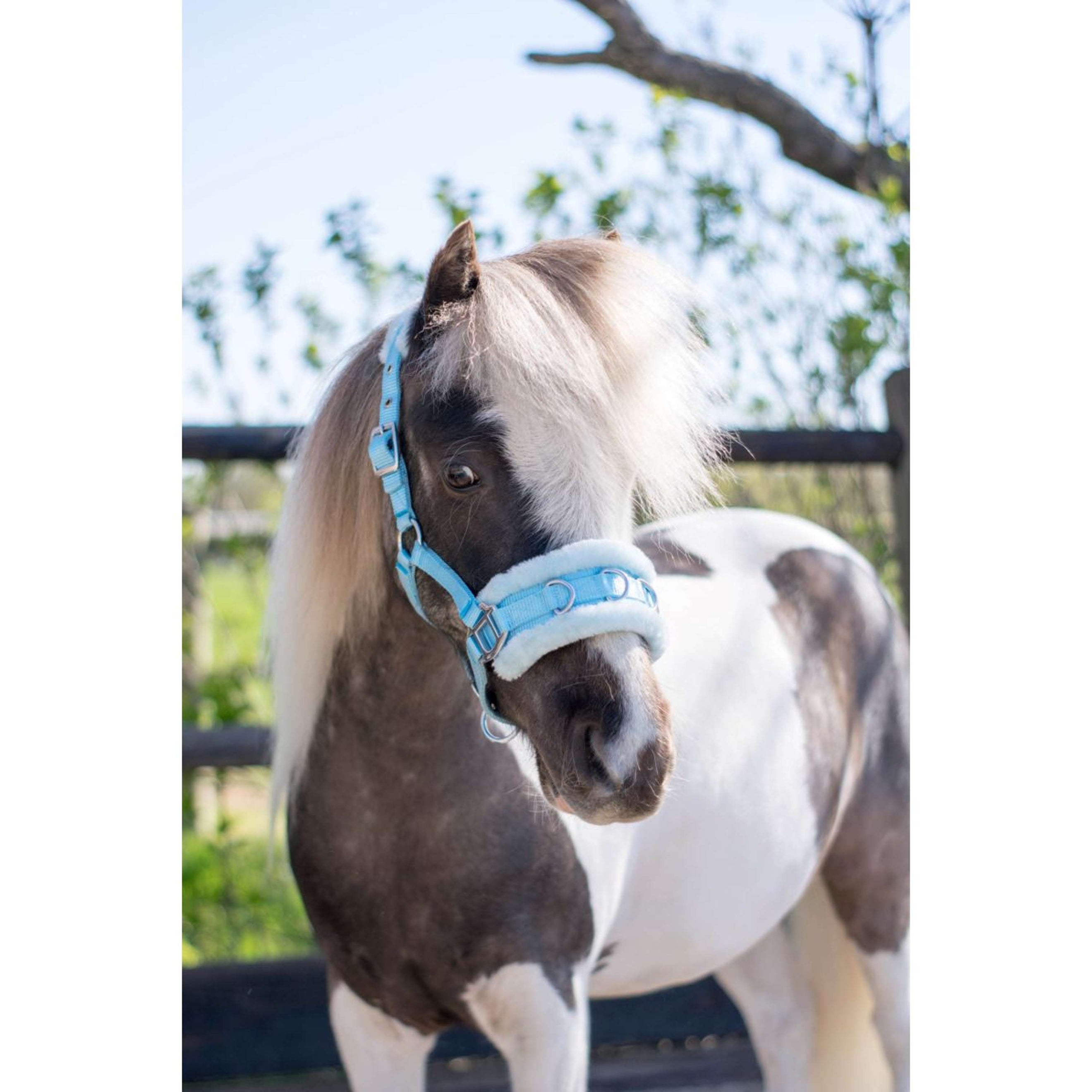 HB Licol Nylon Caveçon Bleu clair