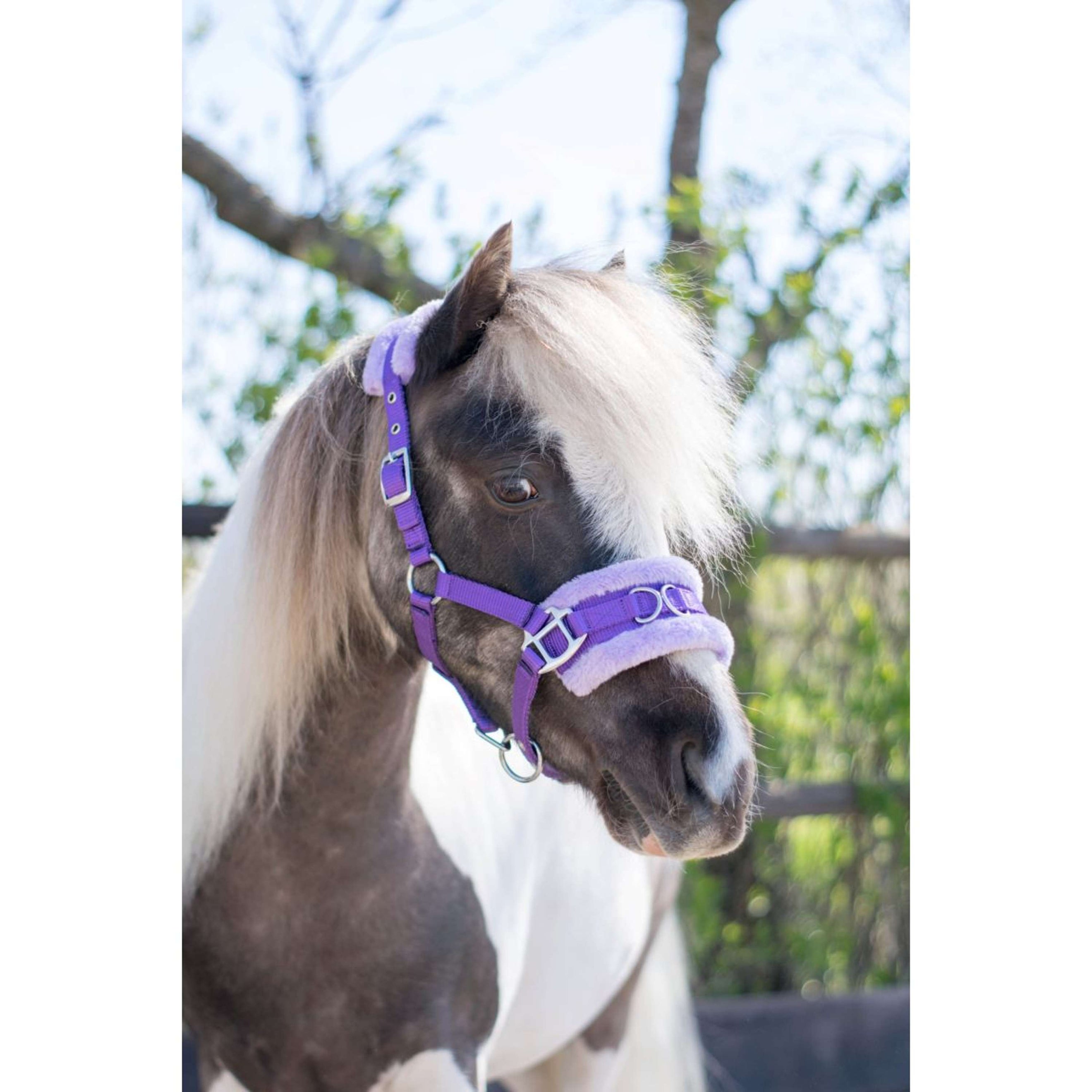 HB Licol Nylon Caveçon Violet HB Licol Nylon Caveçon Violet