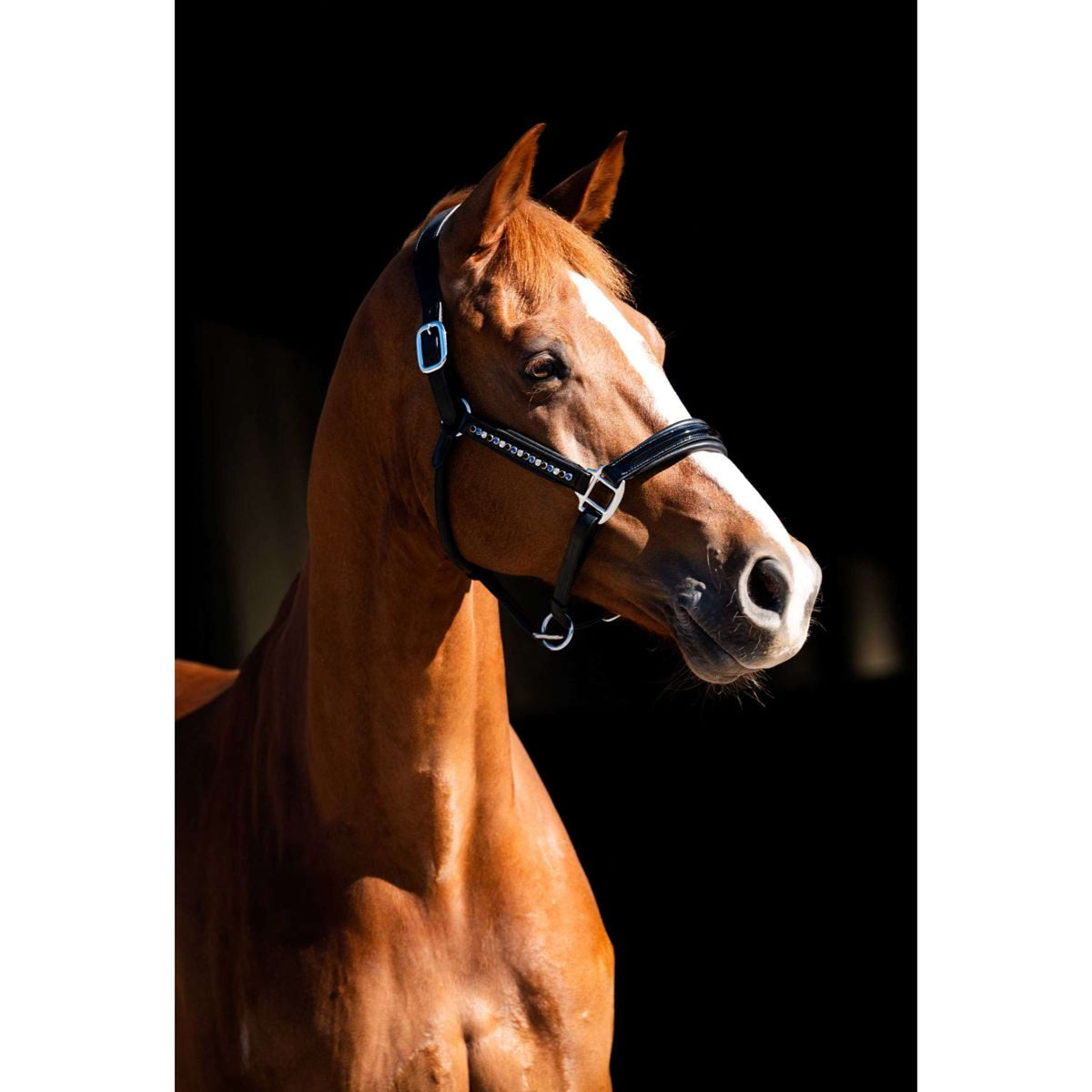 HB Showtime Licol Rivet Swarovski Cuir Noir/marine