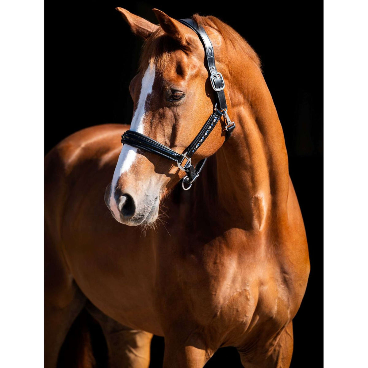 HB Showtime Licol Rivet Swarovski Cuir Noir/marine