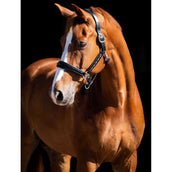 HB Showtime Licol Rivet Swarovski Cuir Noir/marine