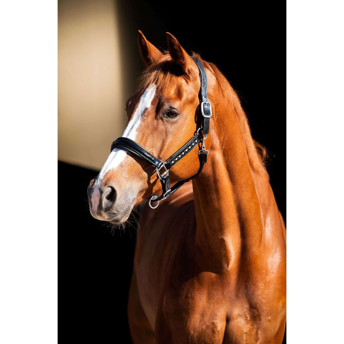 HB Showtime Licol Rivet Swarovski Cuir Noir