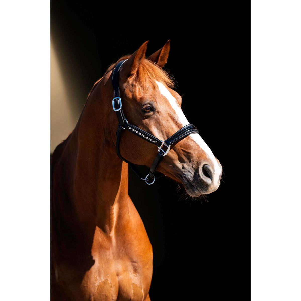 HB Showtime Licol Rivet Swarovski Cuir Noir