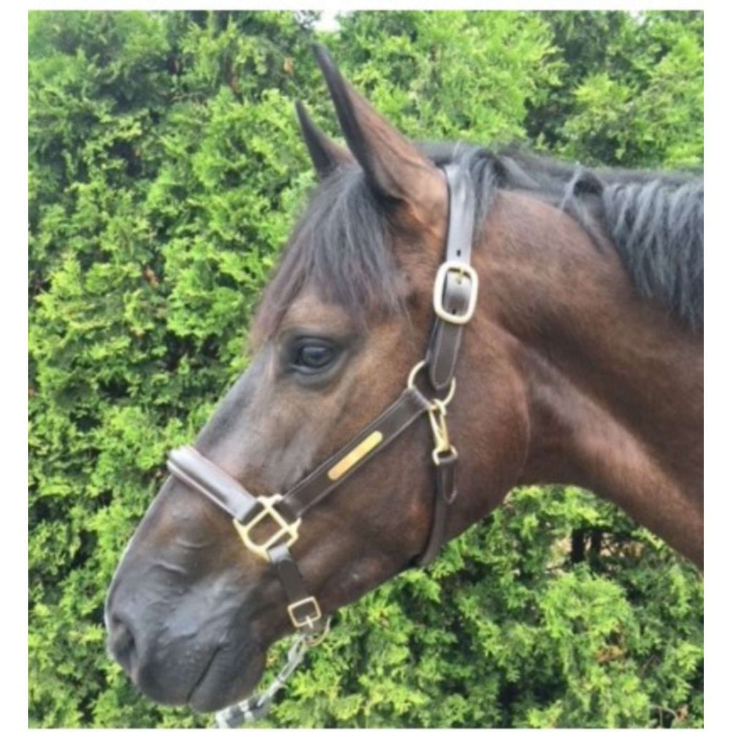 HB Licol Horse Name Cuir Marron