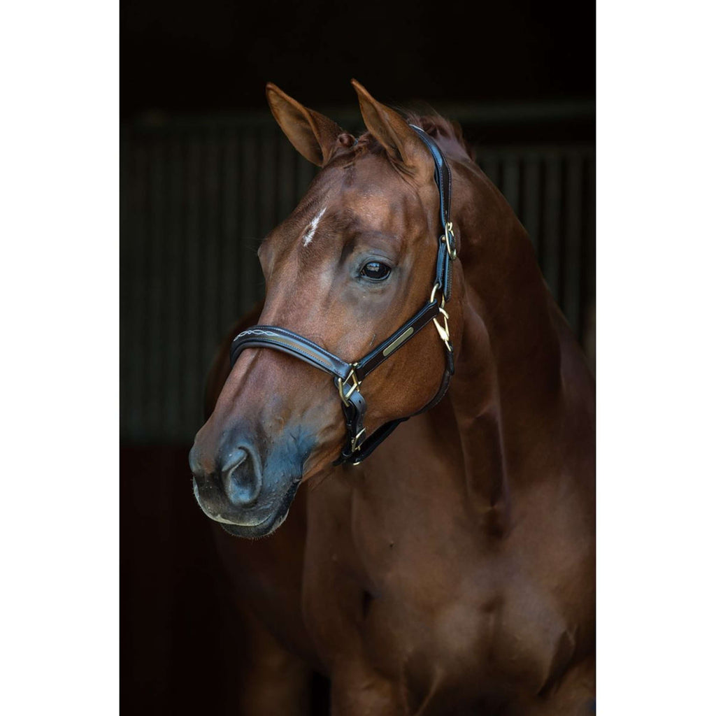 HB Licol Horse Name Cuir Noir