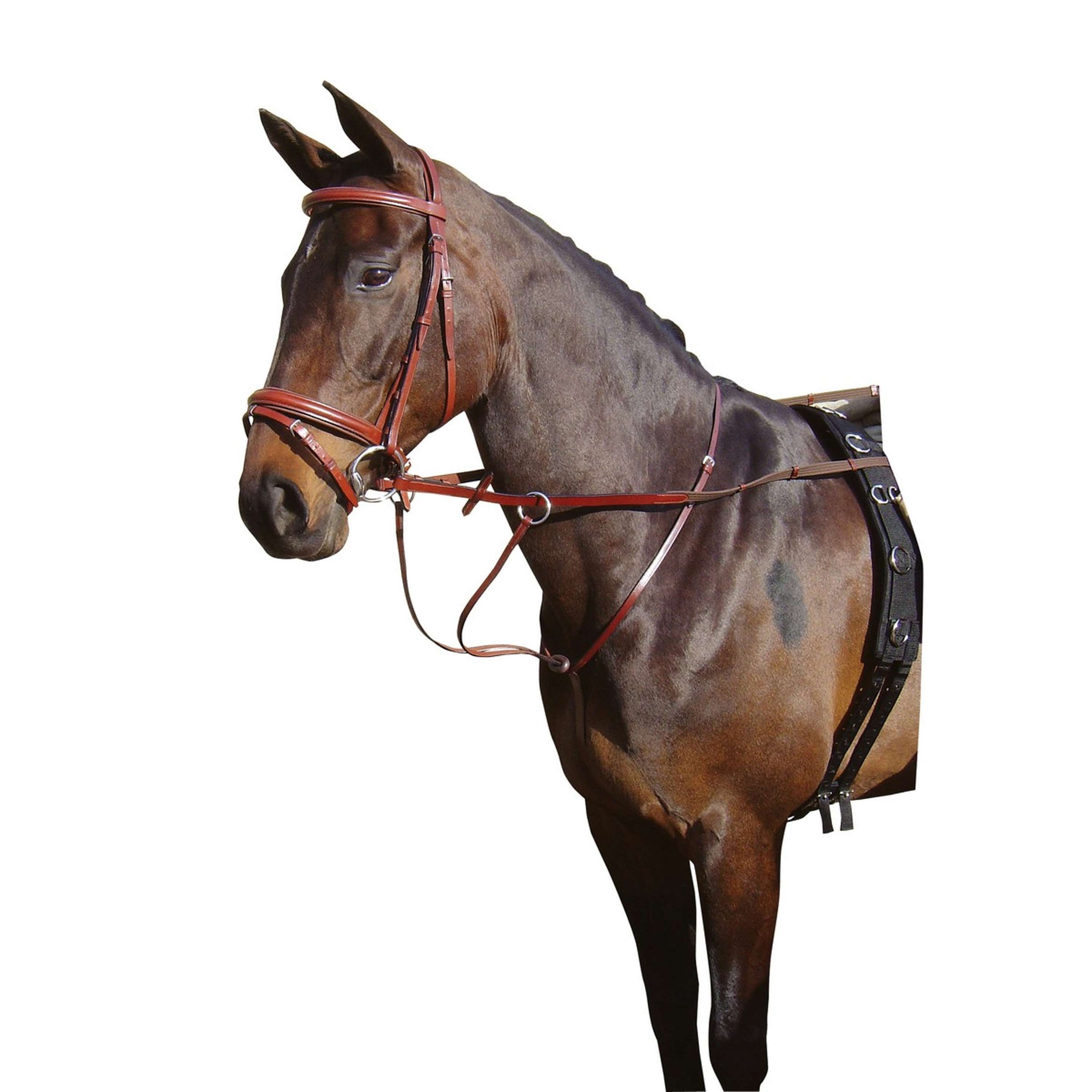 Harry's Horse Martingale Marron