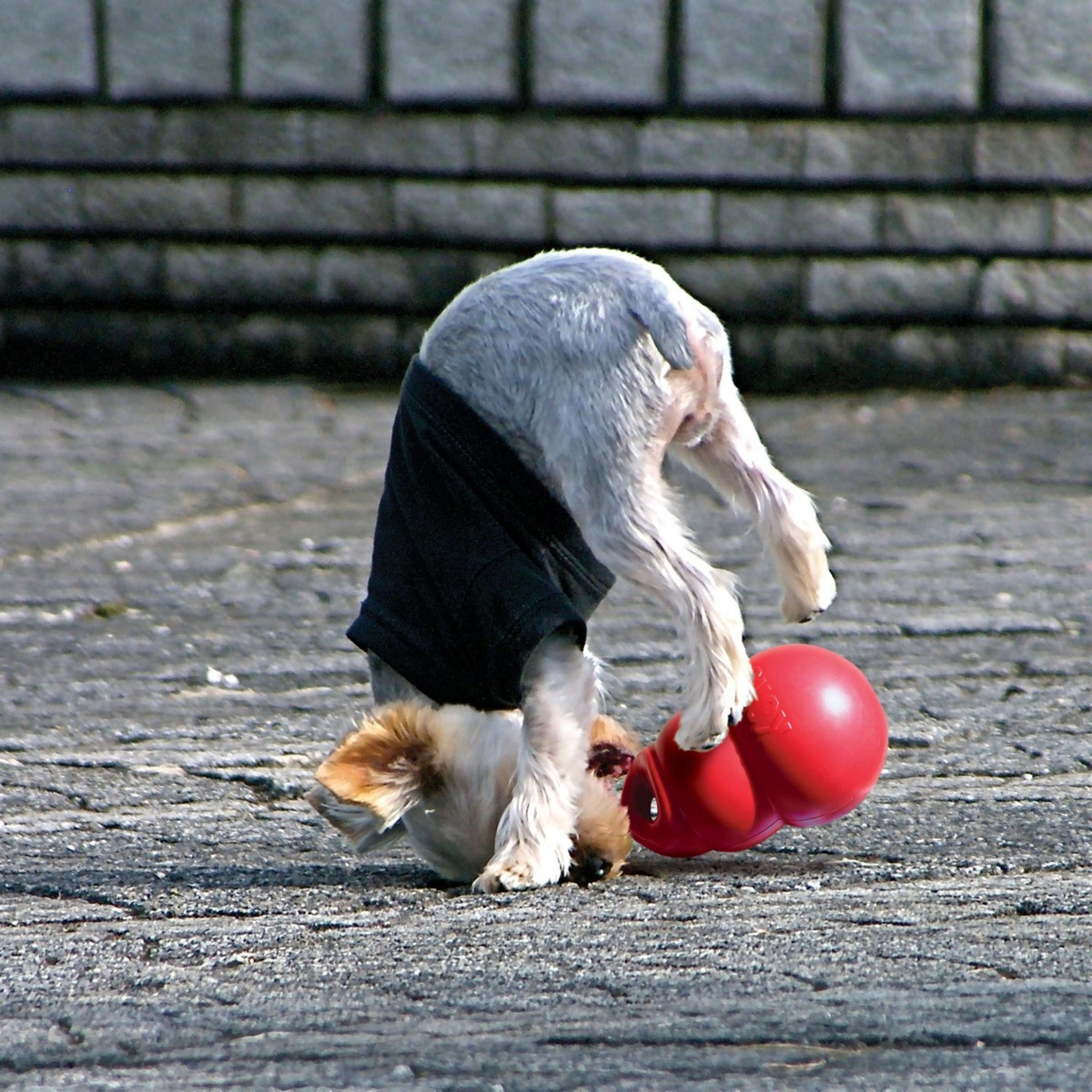 Kong Bounzer Rouge