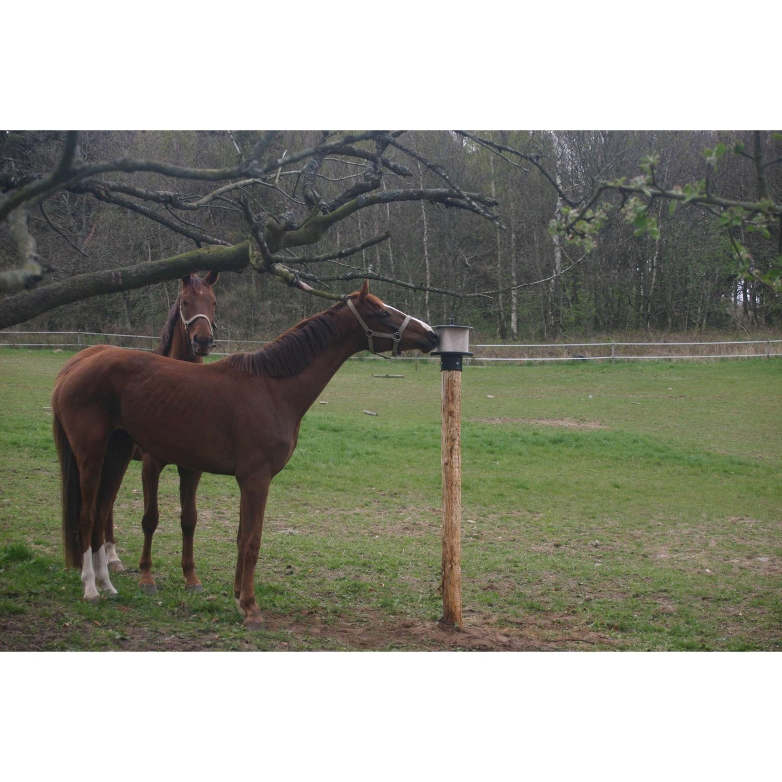 Agradi Support de Pierre à Lécher pour sur le Poteau Plastique pour 10kg Agradi Support de Pierre à Lécher pour sur le Poteau Plastique pour 10kg