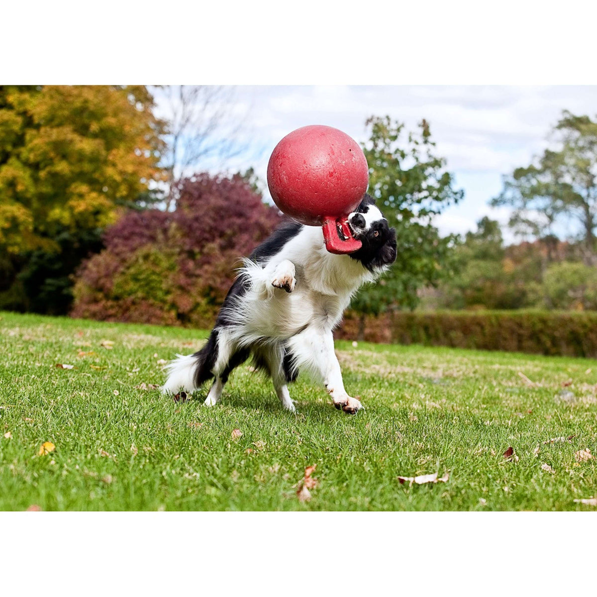 Jolly Ball Tug-n-Toss Bleu