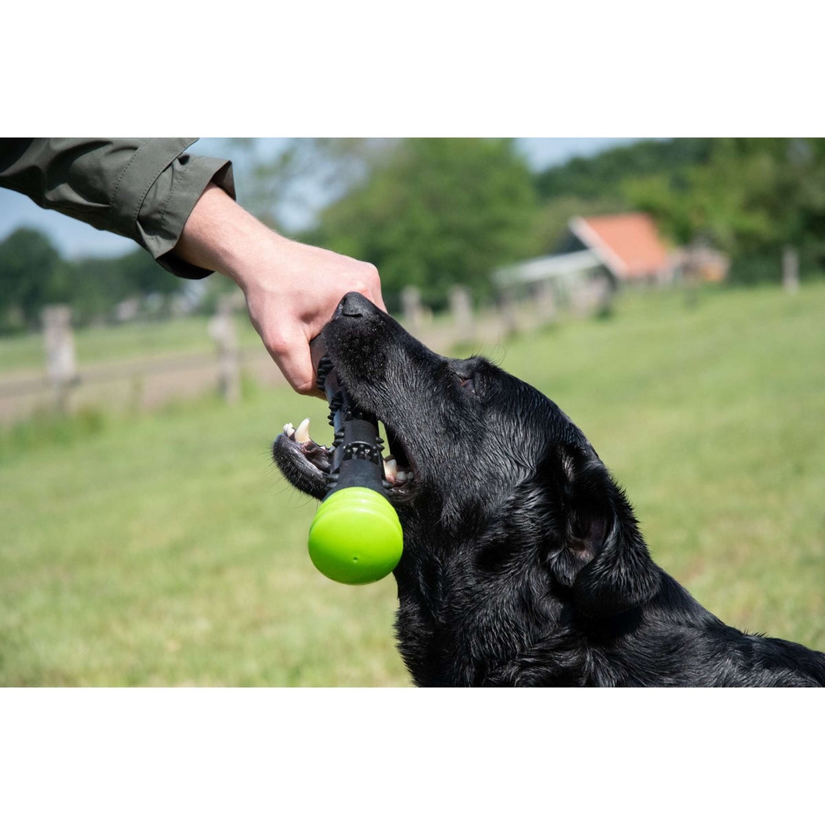 Dog Comets Lance-Balles Meteor Vert