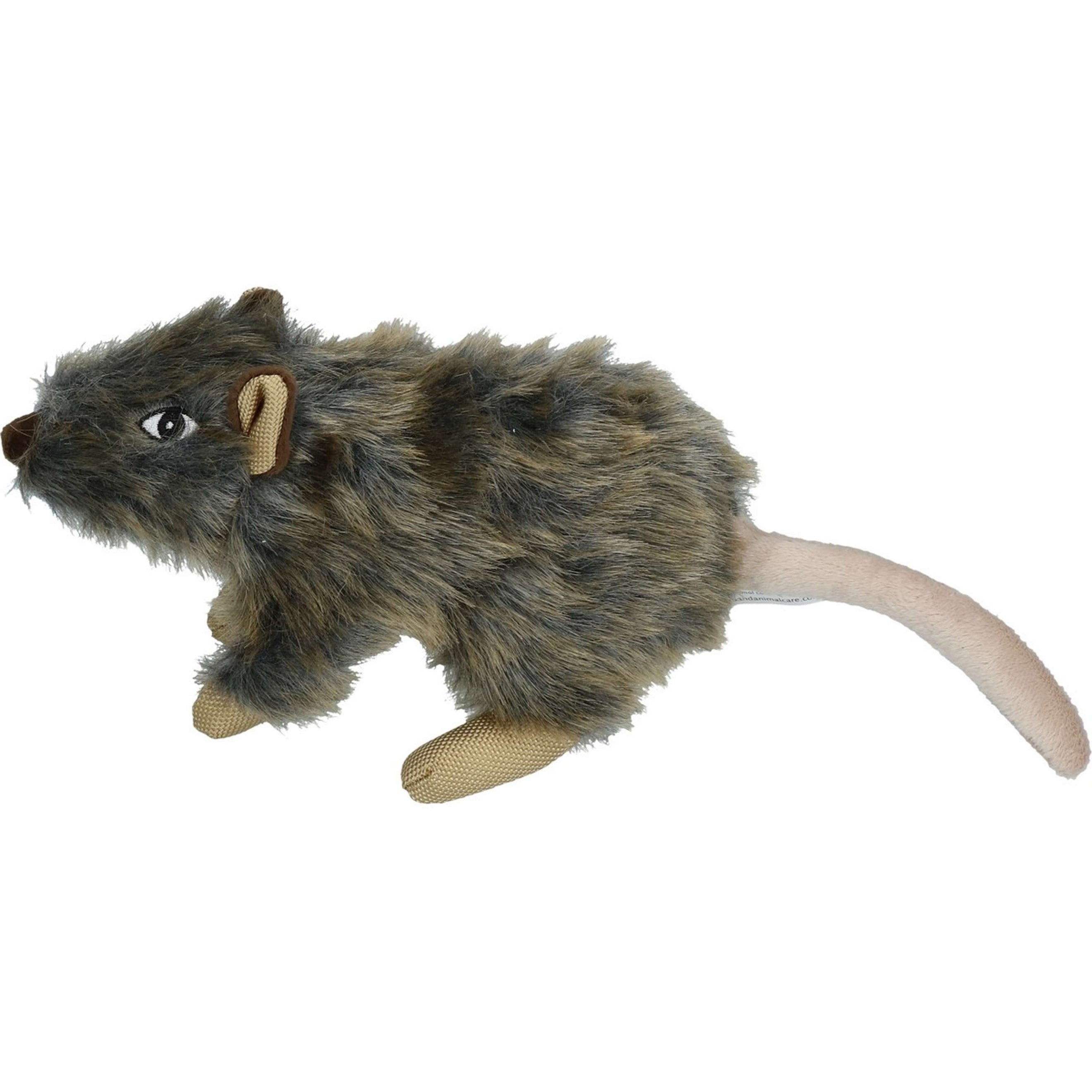 Wild Life Rat