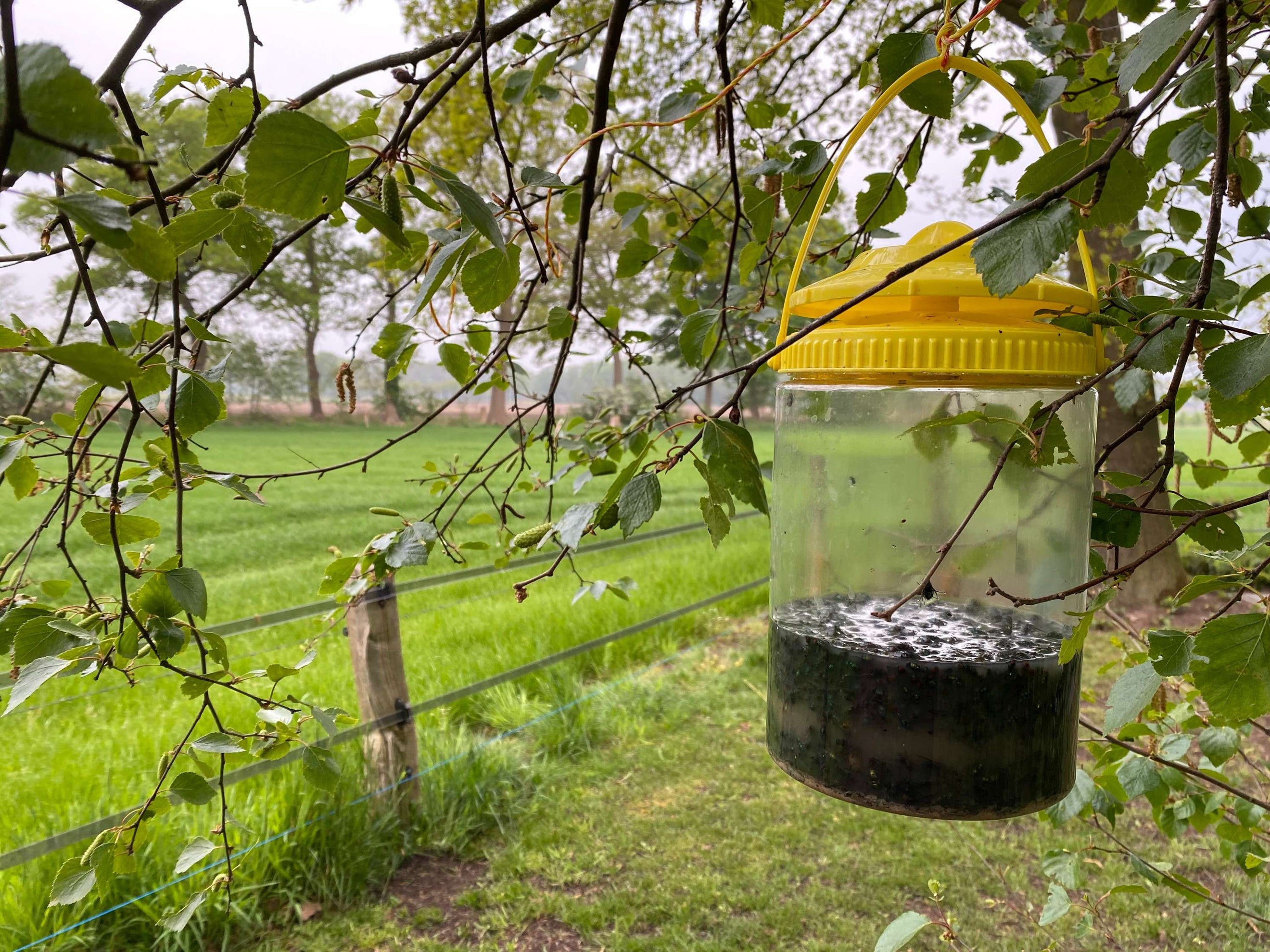 Knock Off Piège à Mouches FlyNip Knock Off Piège à Mouches FlyNip