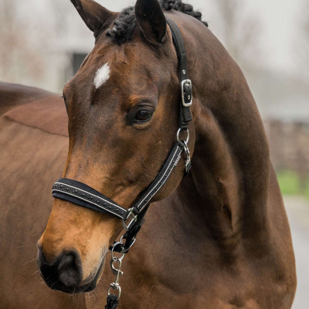 HORKA Ensemble Licol Equestrian Pro Crystals & Pearls Noir