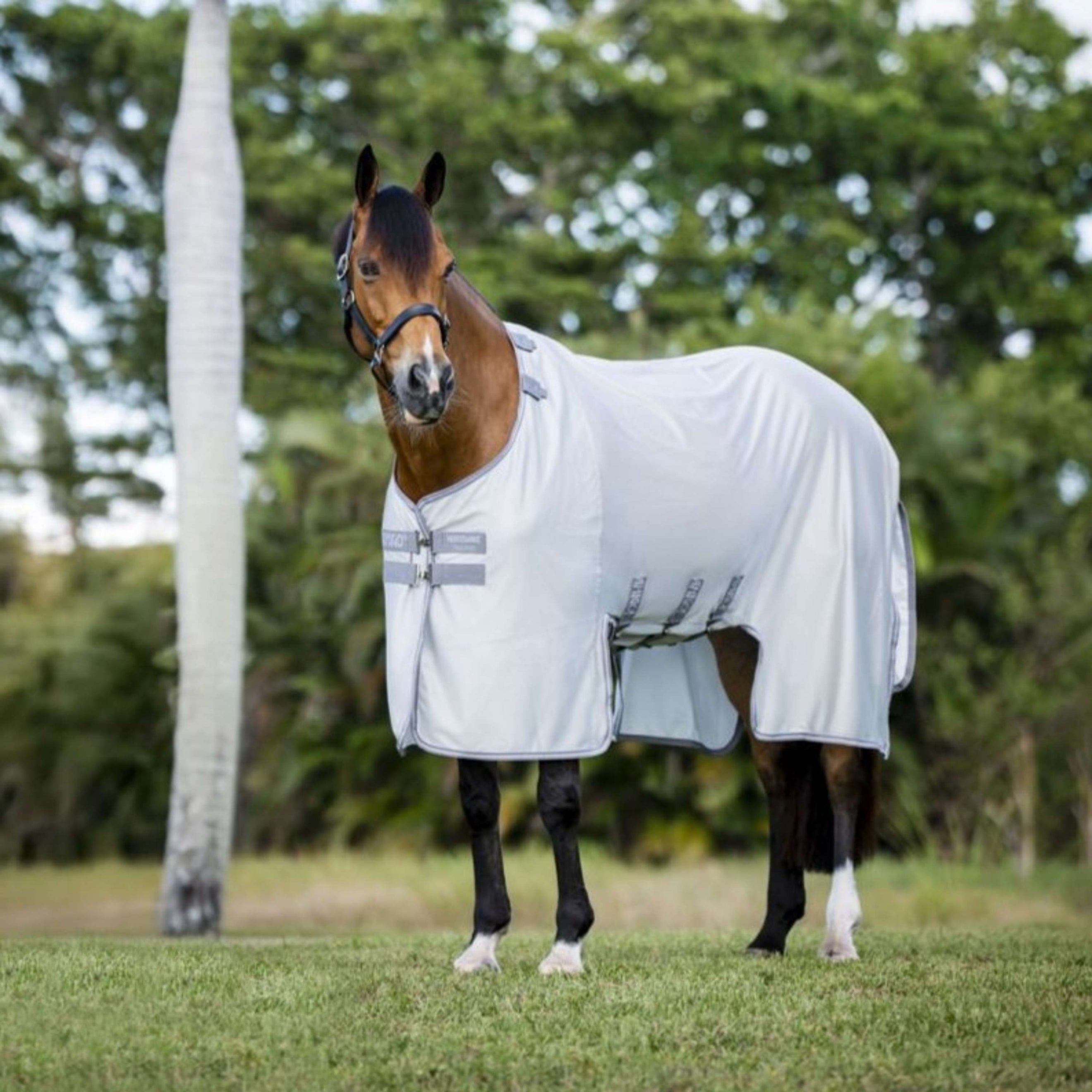 Amigo Bug Buster Argent/Gris Titane/Argent