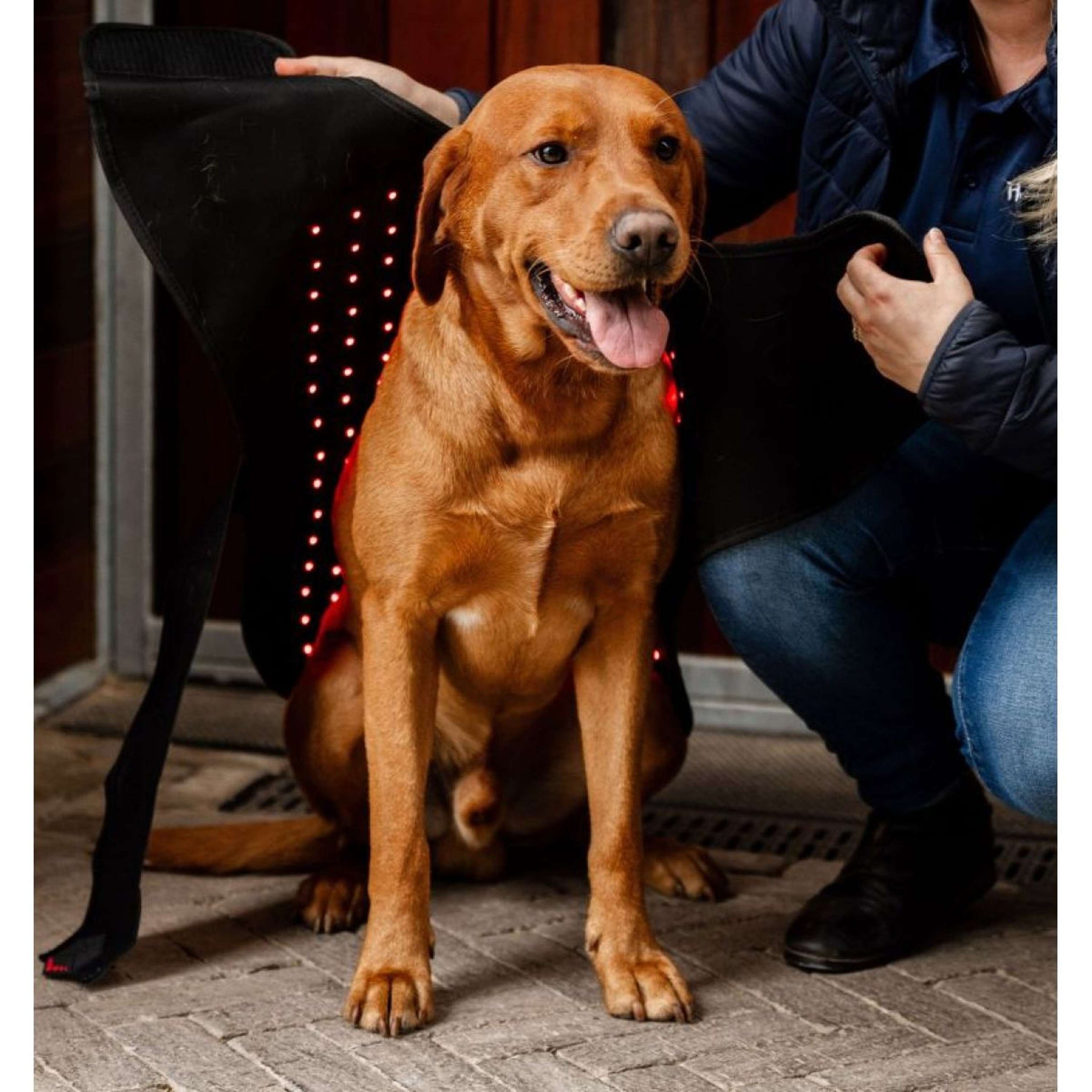 Horseware LED Red Light Therapy Couverture Noir