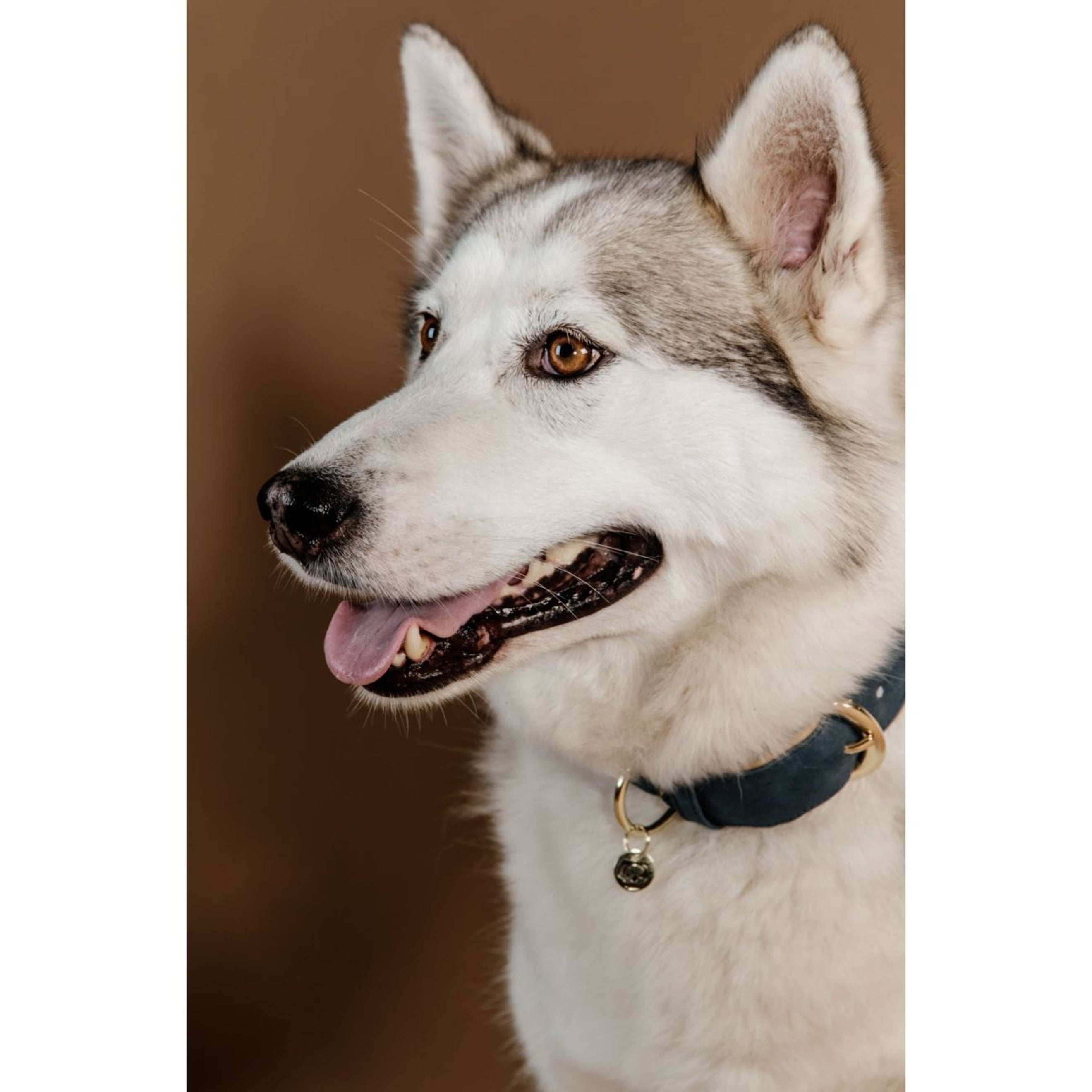 Kentucky Collier pour Chien Soft Vegan Leather Marin/Beige Kentucky Collier pour Chien Soft Vegan Leather Marin/Beige