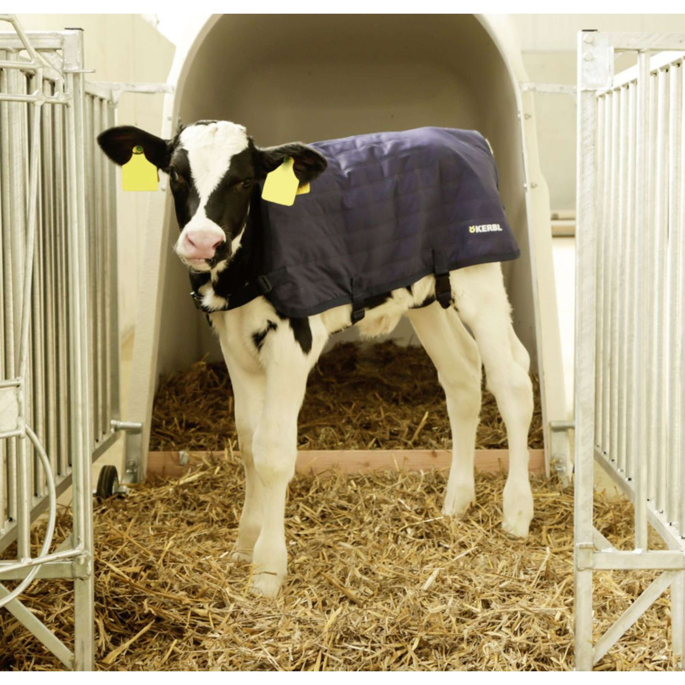 Kerbl Couverture EasyWear veaux versionlégère Kerbl Couverture EasyWear veaux versionlégère