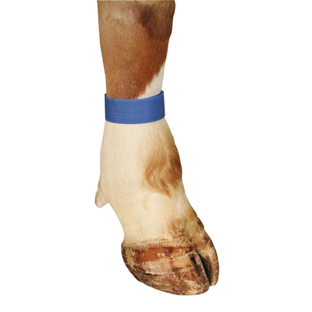 Kerbl Bracelet de Marquage Bleu