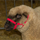 Kerbl Licol pour Mouton Polypropylène Rouge