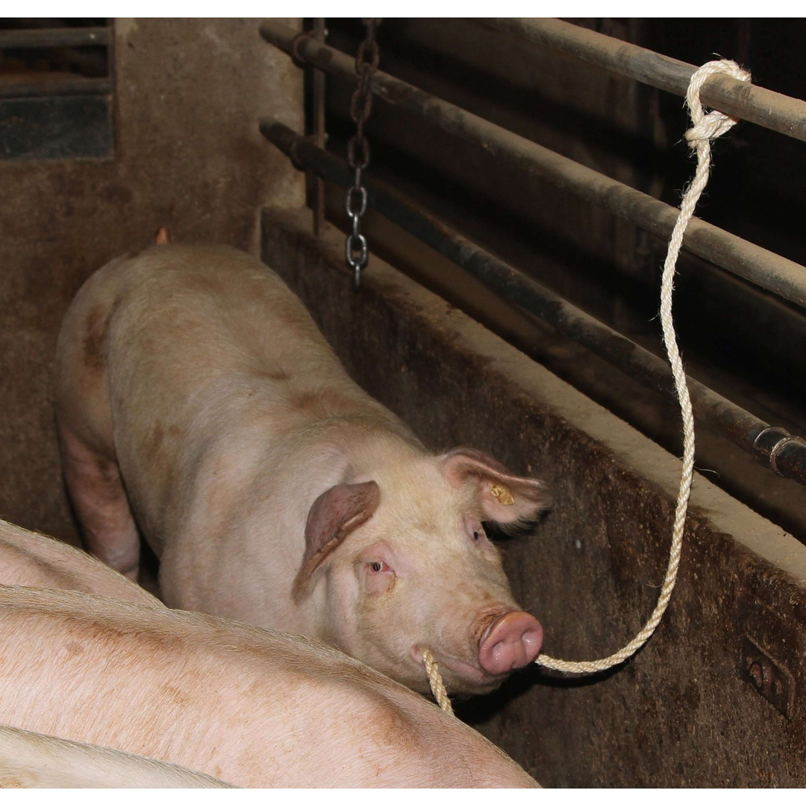 Kerbl Corde de Présentation Bétail Kerbl Corde de Présentation Bétail