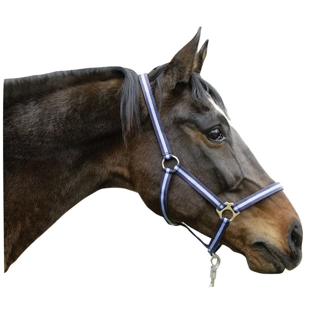 Covalliero Licol Hippo Marin/clair