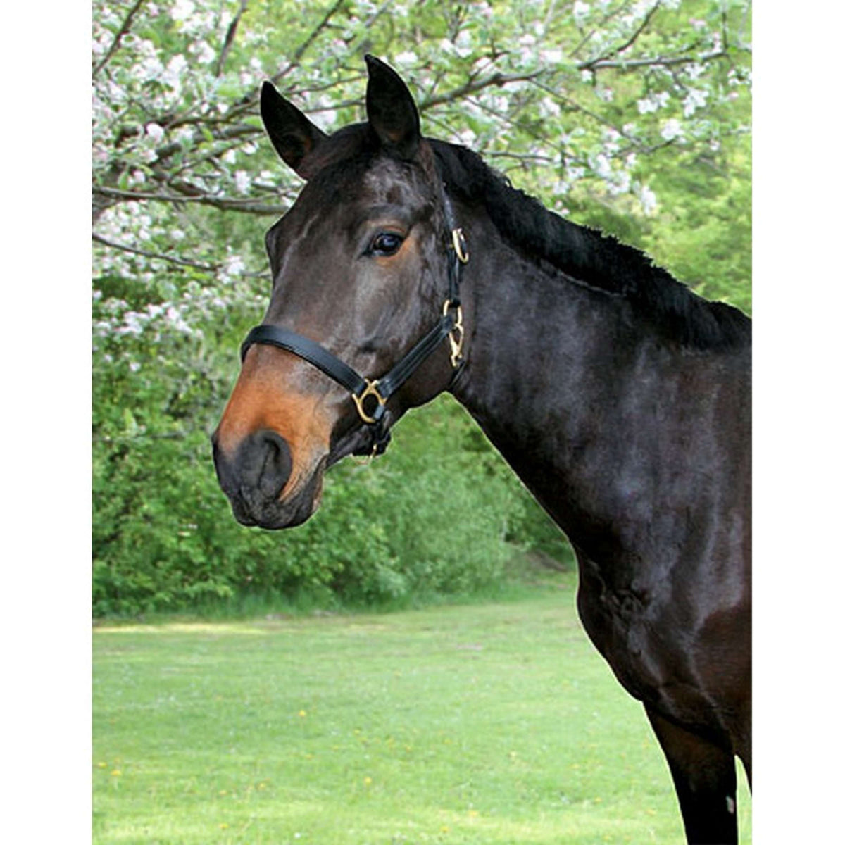 Covalliero Licol Robuste Cuir Marron