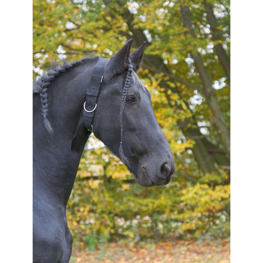 Kerbl Collier pour Chevaux Noir