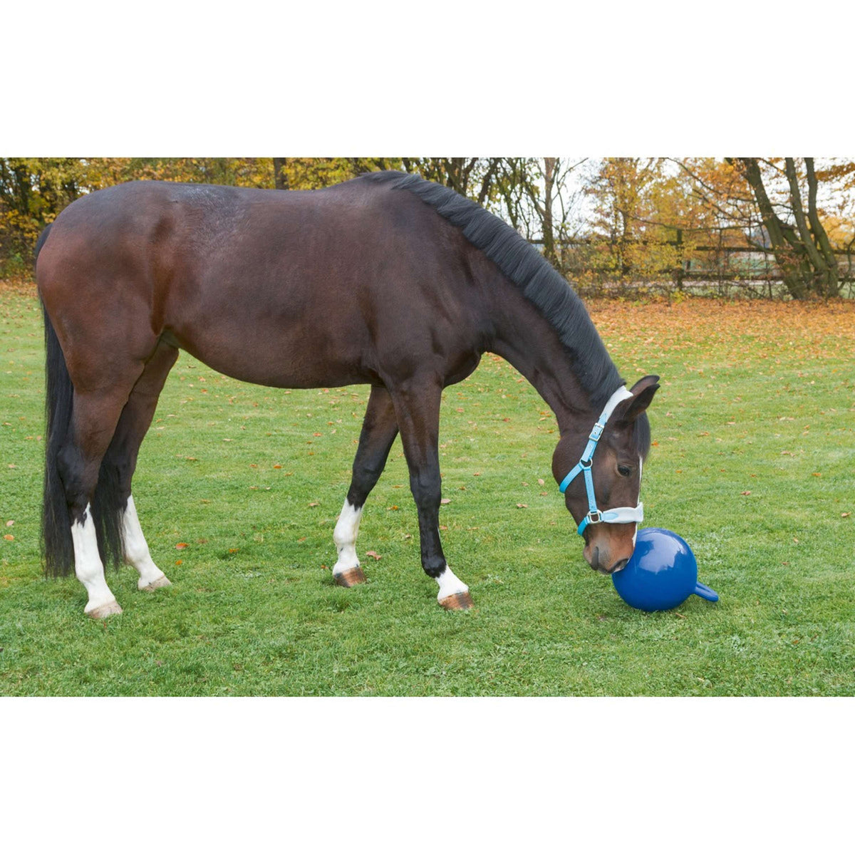 Kerbl Balle de Jeu pour Chevaux Bleu