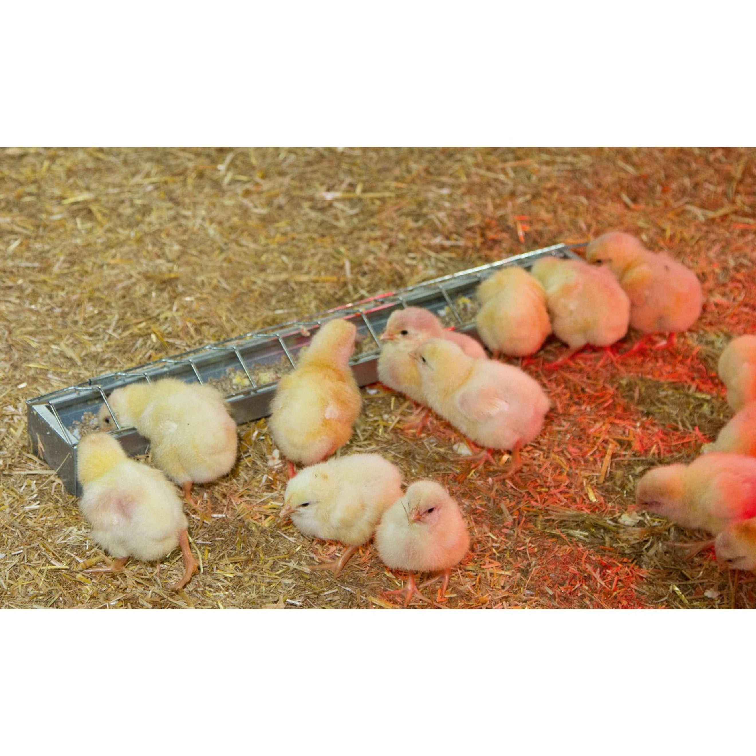 Kerbl Mangeoire Poules Métal Kerbl Mangeoire Poules Métal