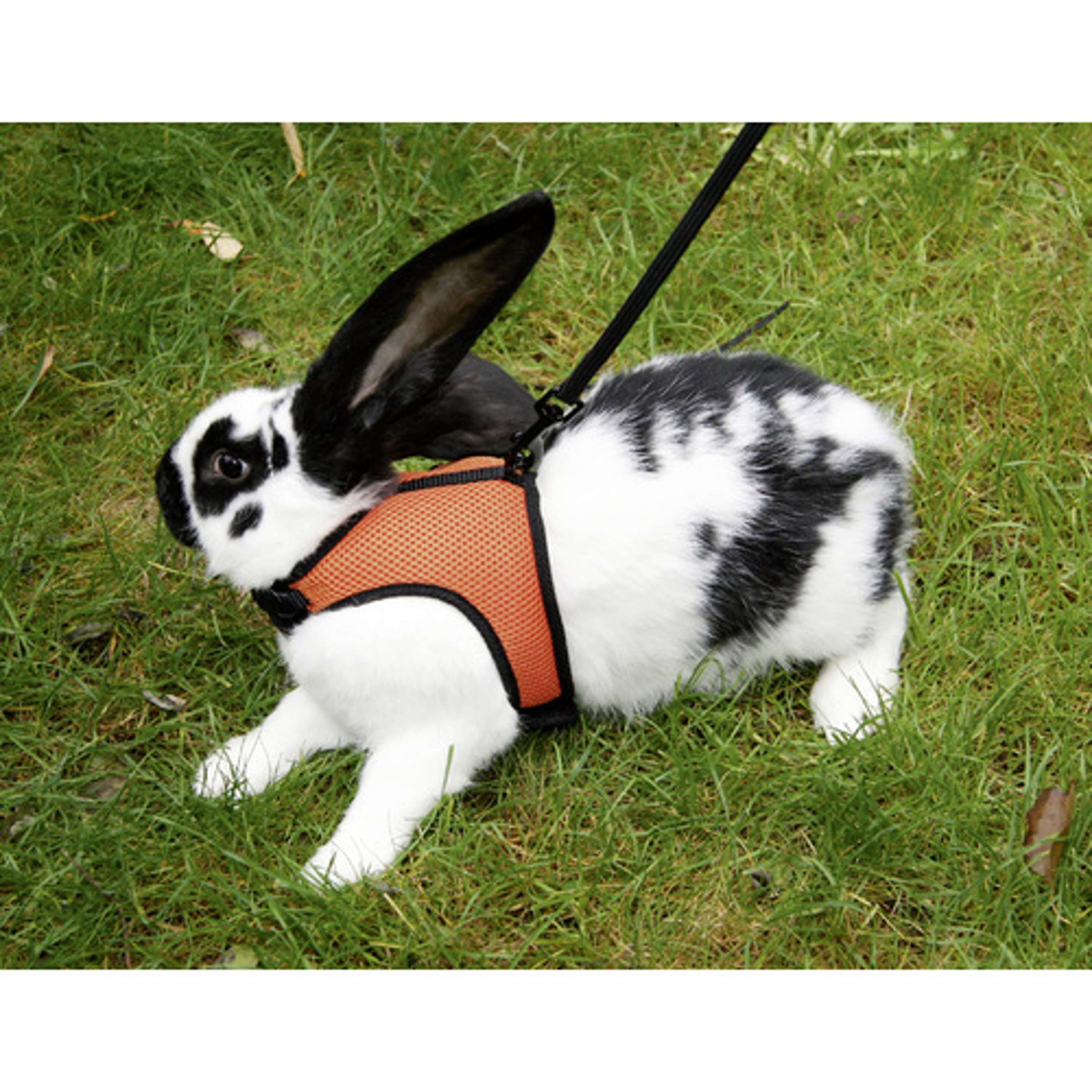 Kerbl Harnais pour Lapin Sport avec Ligne Flexible