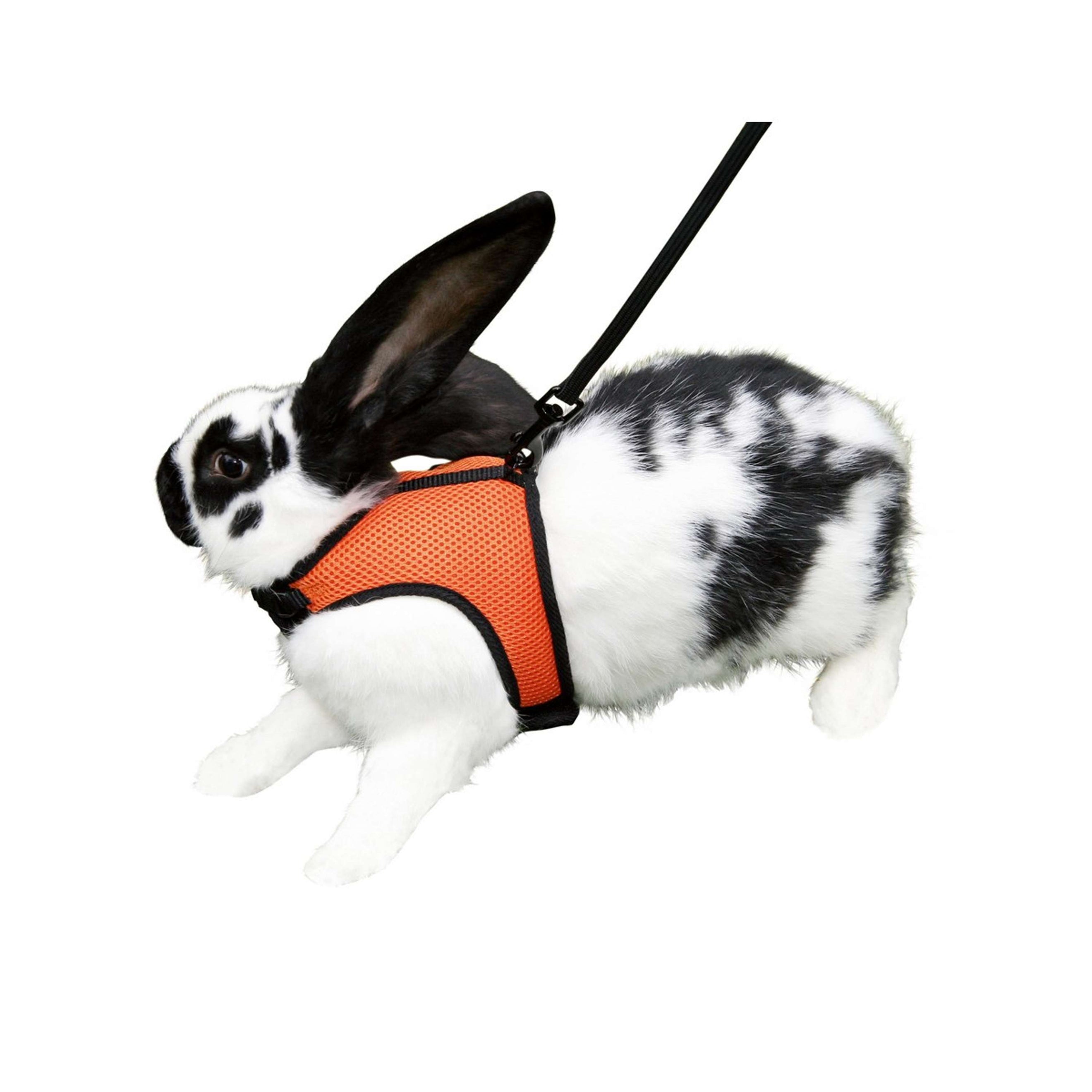 Kerbl Harnais pour Lapin Sport avec Ligne Flexible