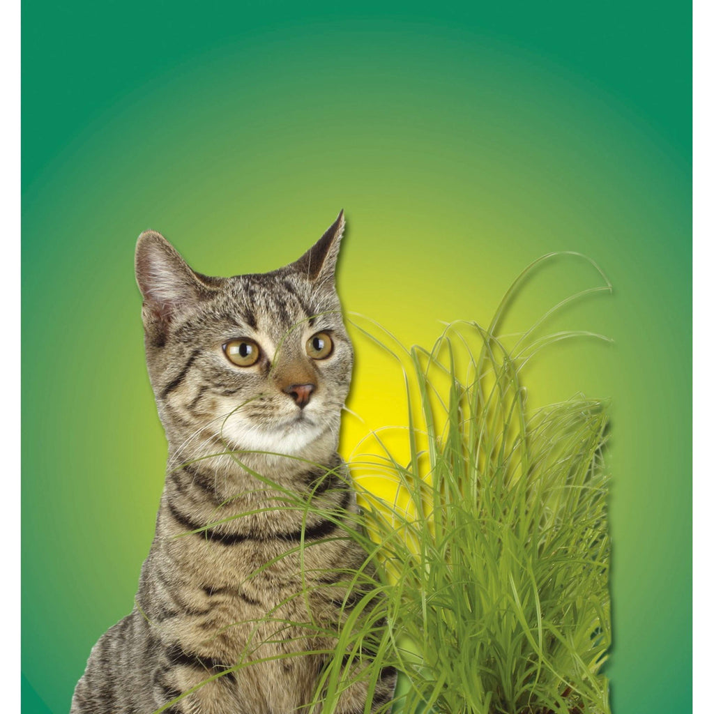 Kerbl Herbe à Chat Vert