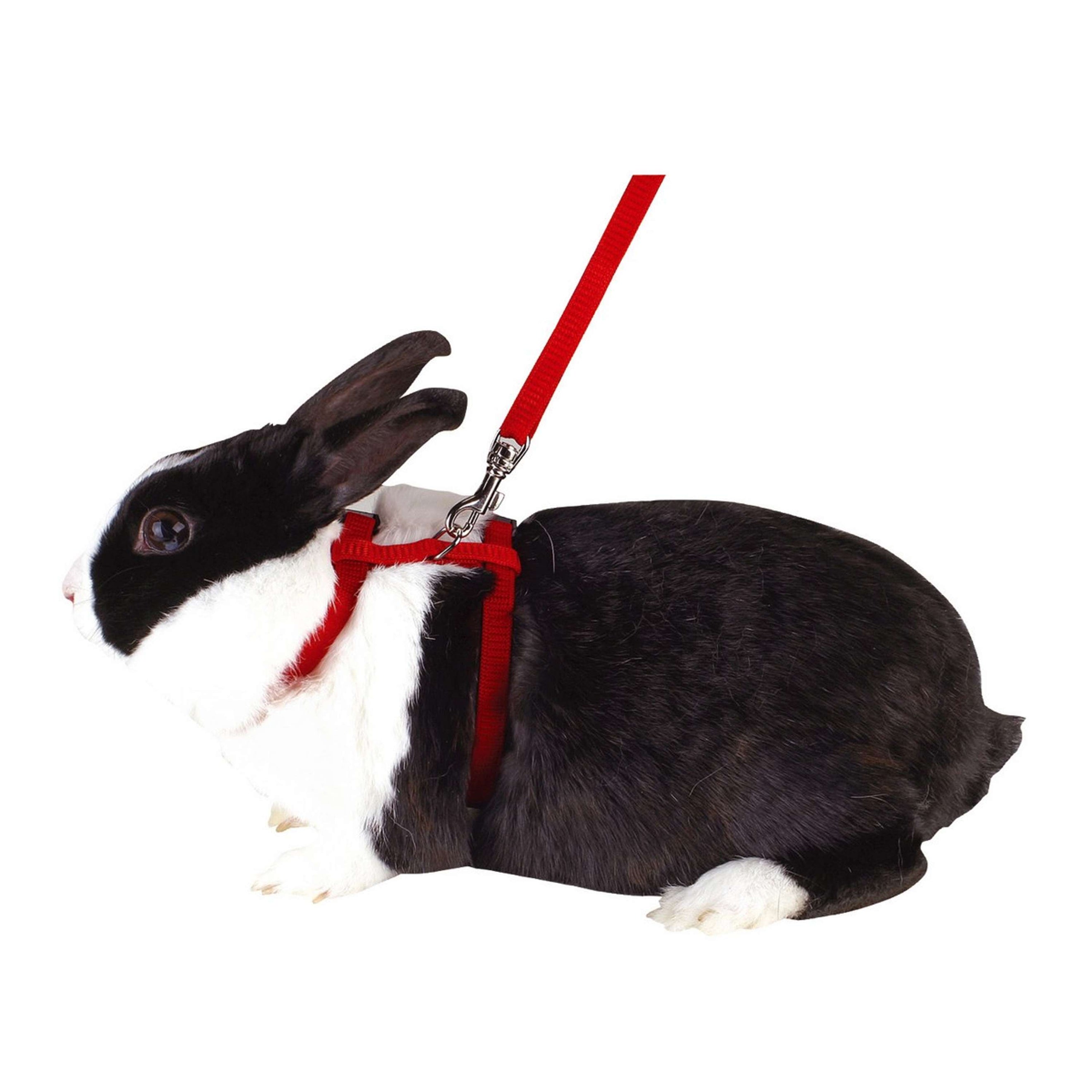 Kerbl Harnais pour Lapin avec Ligne 140cm Assorti