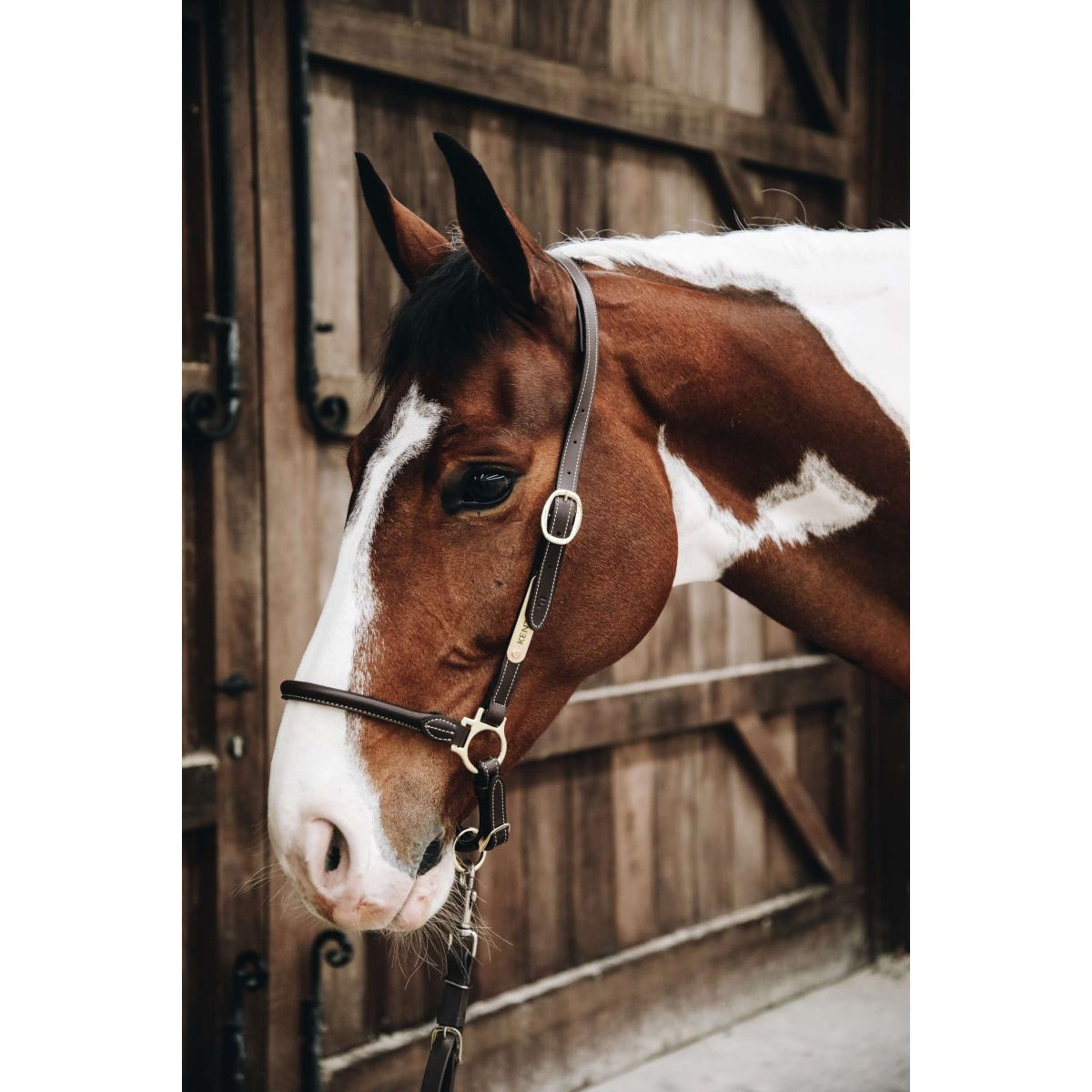 Kentucky Licol Leather Grooming Kentucky Licol Leather Grooming