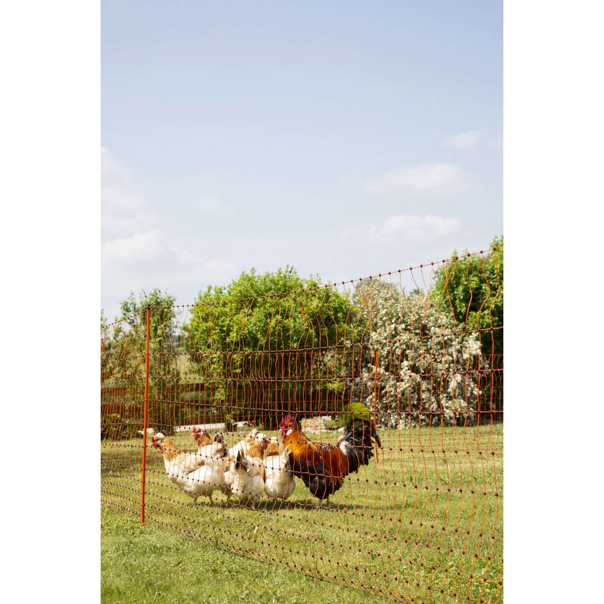 Ako Filet Avicole Double Pointe Orange