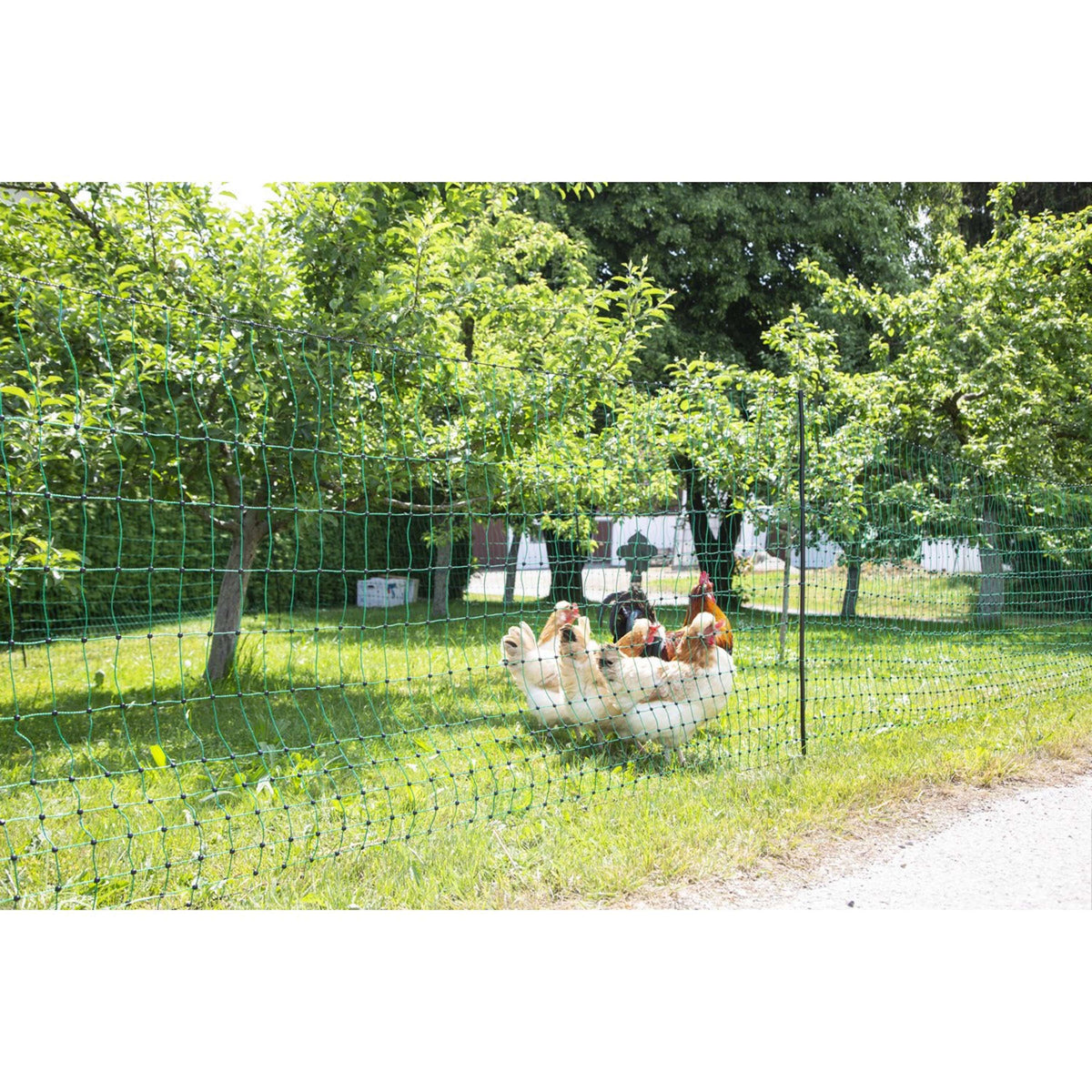 Ako Filet Volaille Simple Pointe Vert