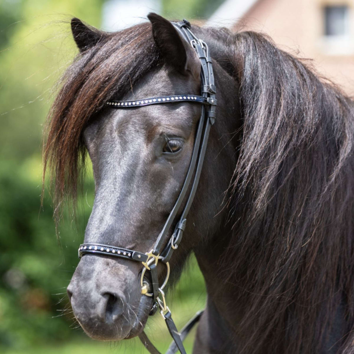 Kavalkade Browband Glansandi Noir