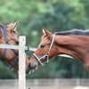 Kavalkade Licol pour Poulain et Yearling Bleu