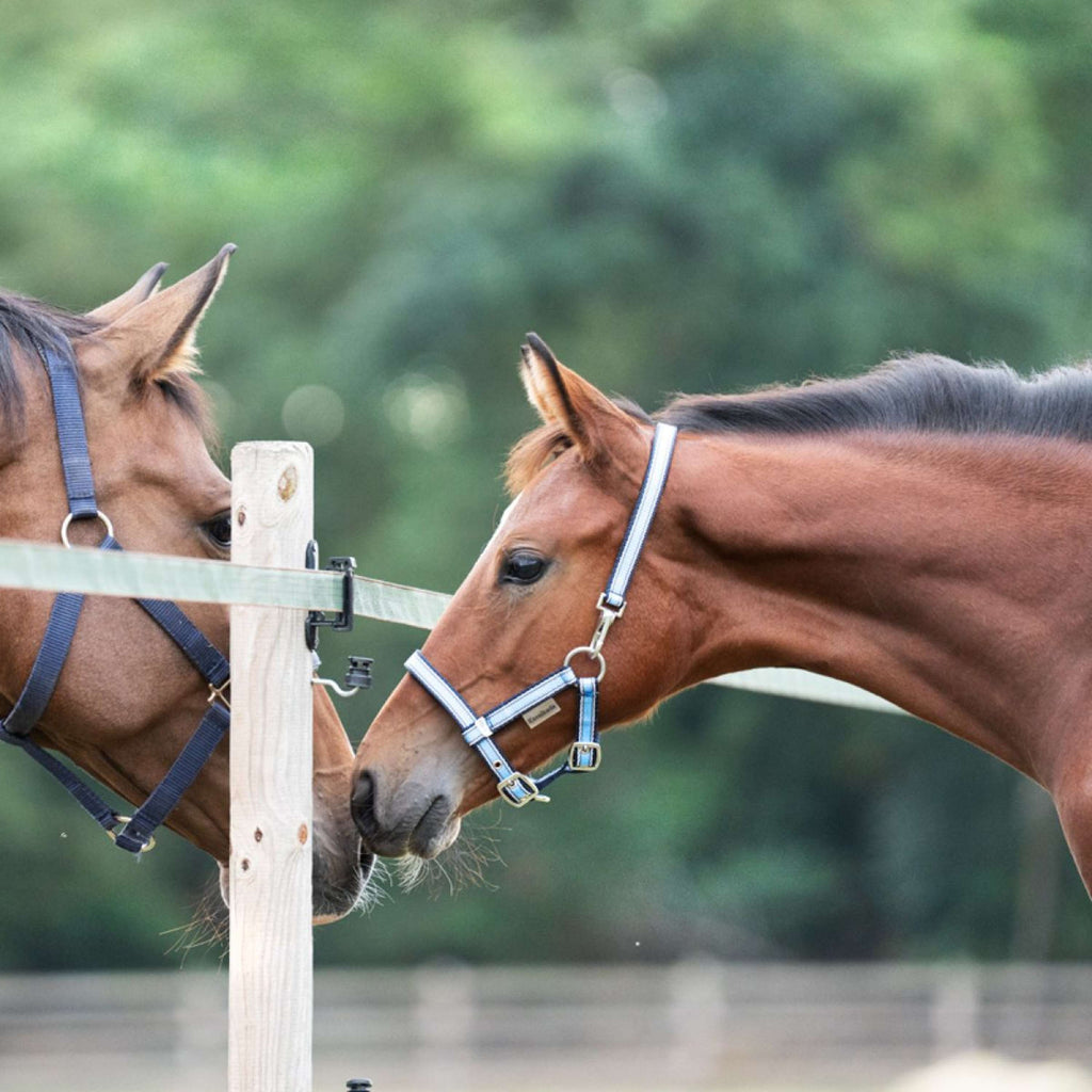 Kavalkade Licol pour Poulain et Yearling Bleu