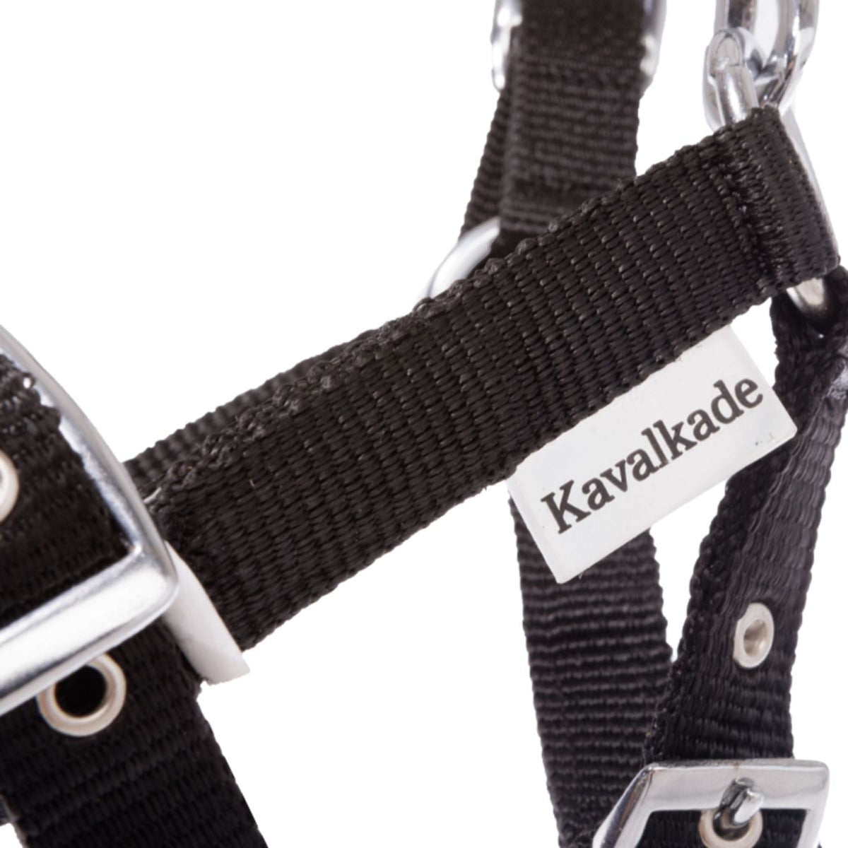 Kavalkade Licol Poulain et Yearling Bleu