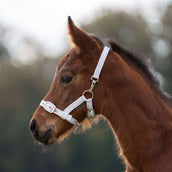 Kavalkade Licol Foal/Yearling Blanc/Argent