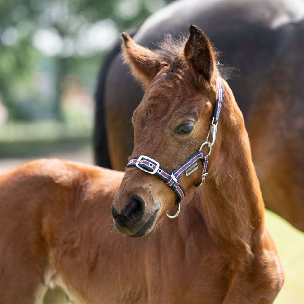 Kavalkade Licol Foal/Yearling Bleu marine/Bordeaux/Argent
