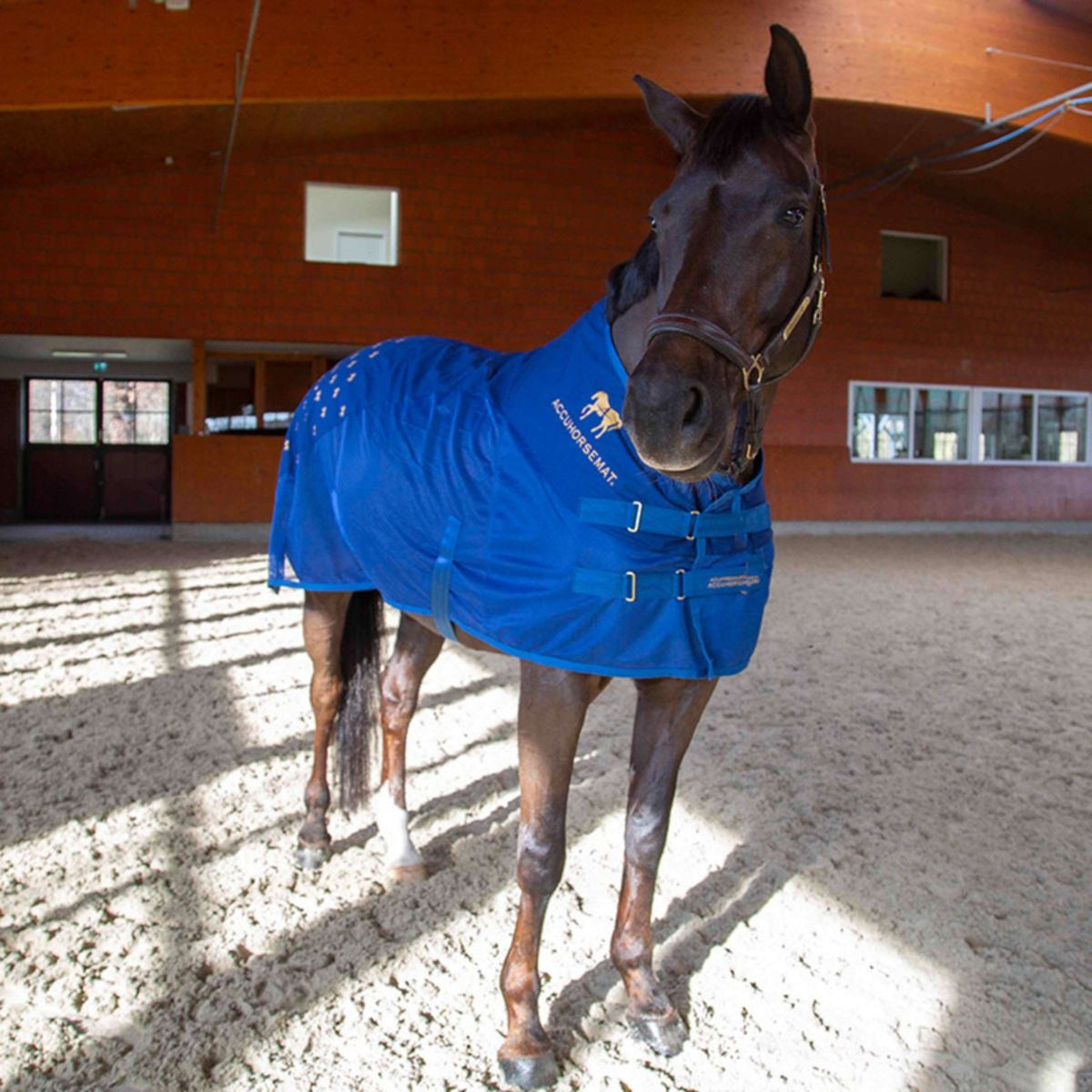 Accuhorsemat Couverture Cooler avec Tapis d'Accupression Bleu