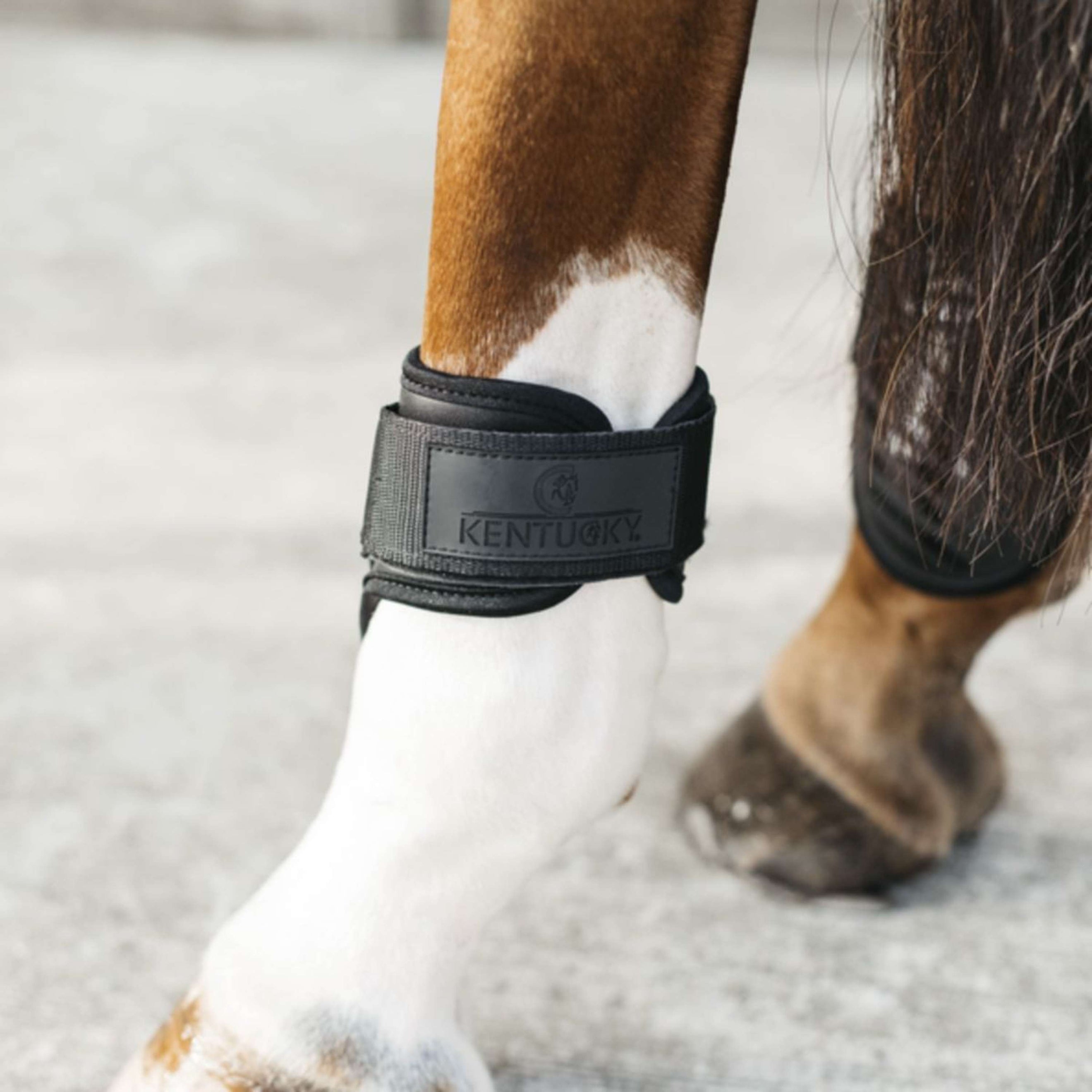 Kentucky Horsewear Protège-Boulets Young Horse Noir Kentucky Horsewear Protège-Boulets Young Horse Noir