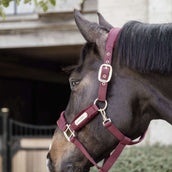 Kentucky Licol velours Bordeaux