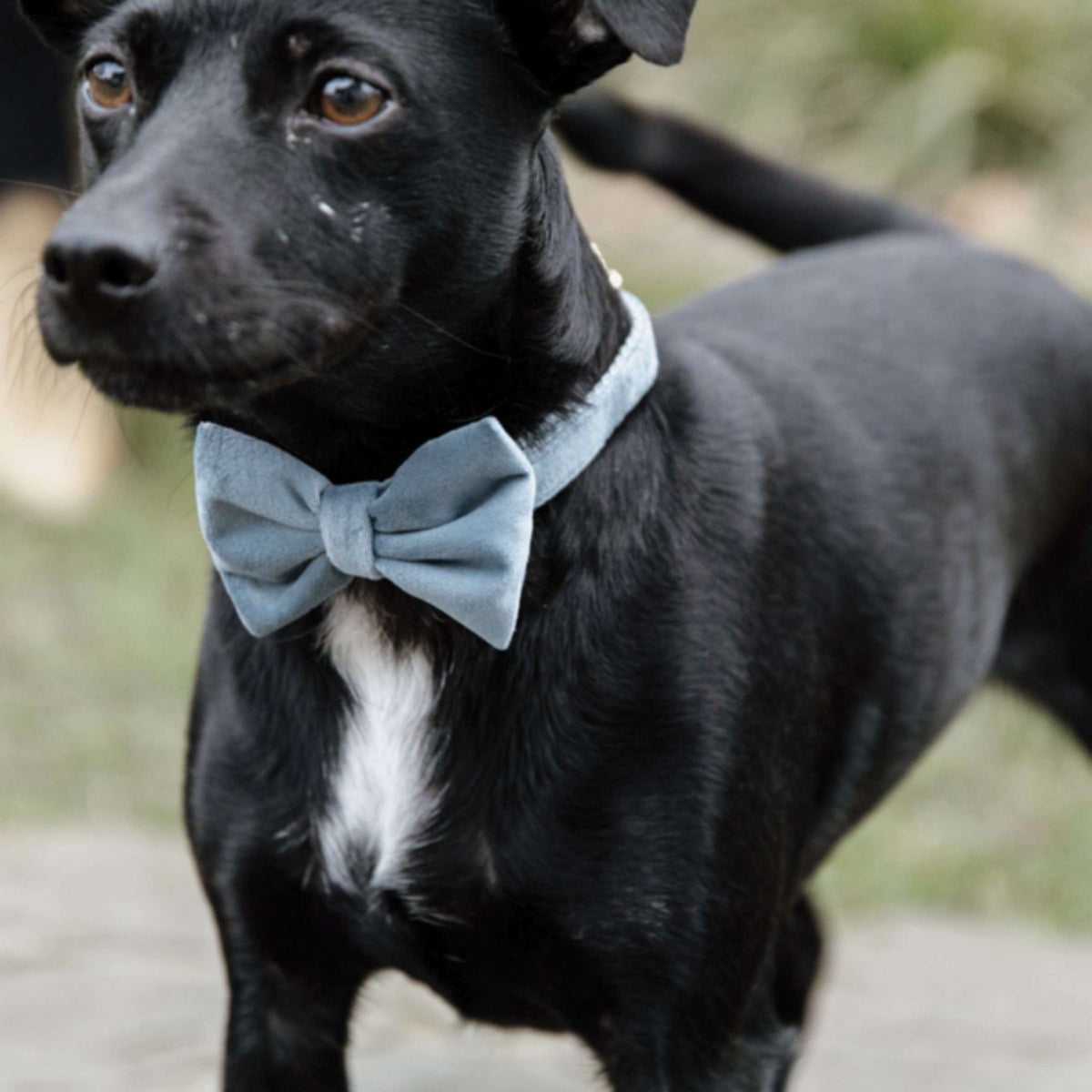 Kentucky Bow Tie velours Bleu clair